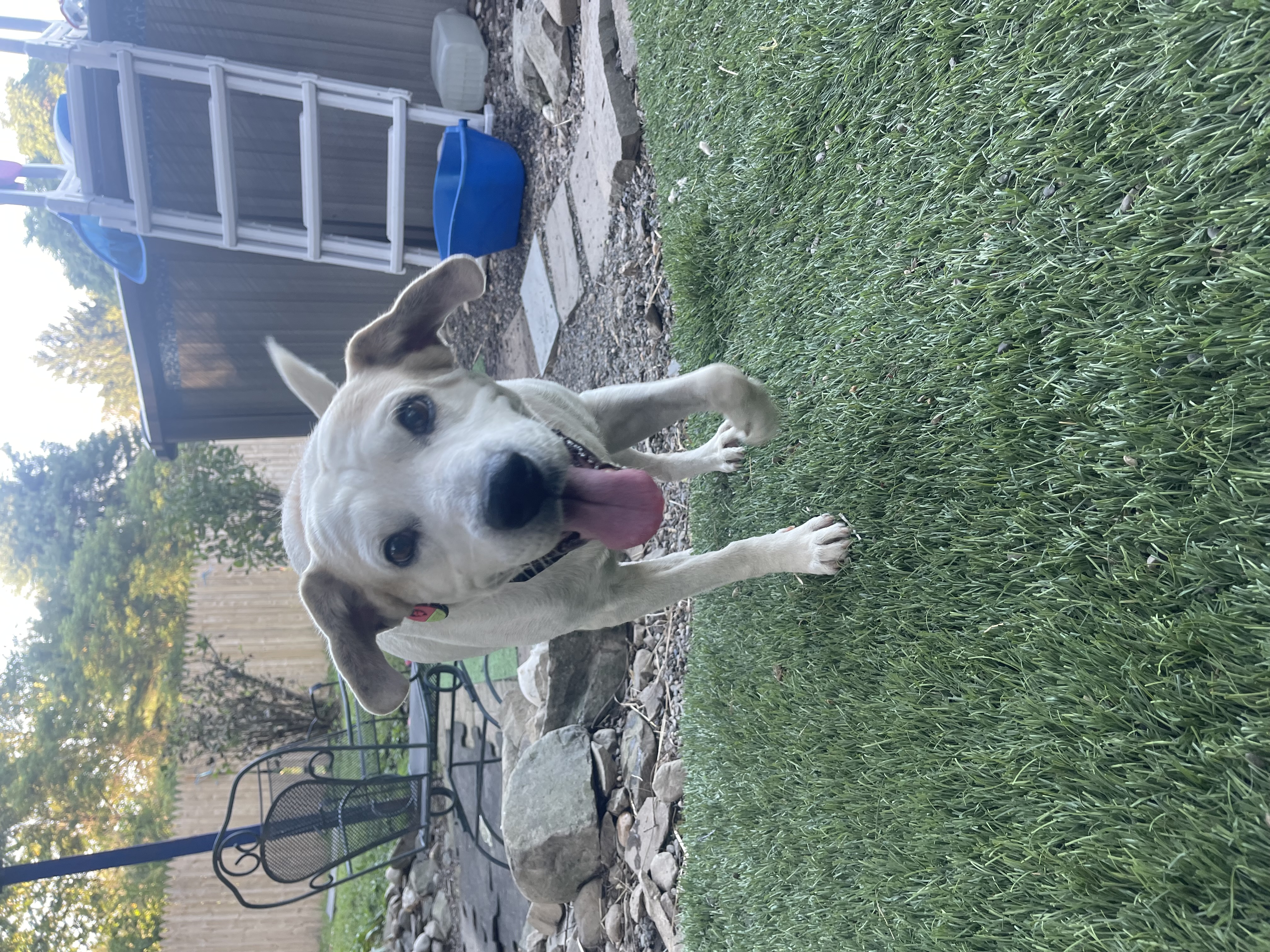 Enlarge Papi, a Adoptable mixed breed in Pleasant Valley, NY image 4/6