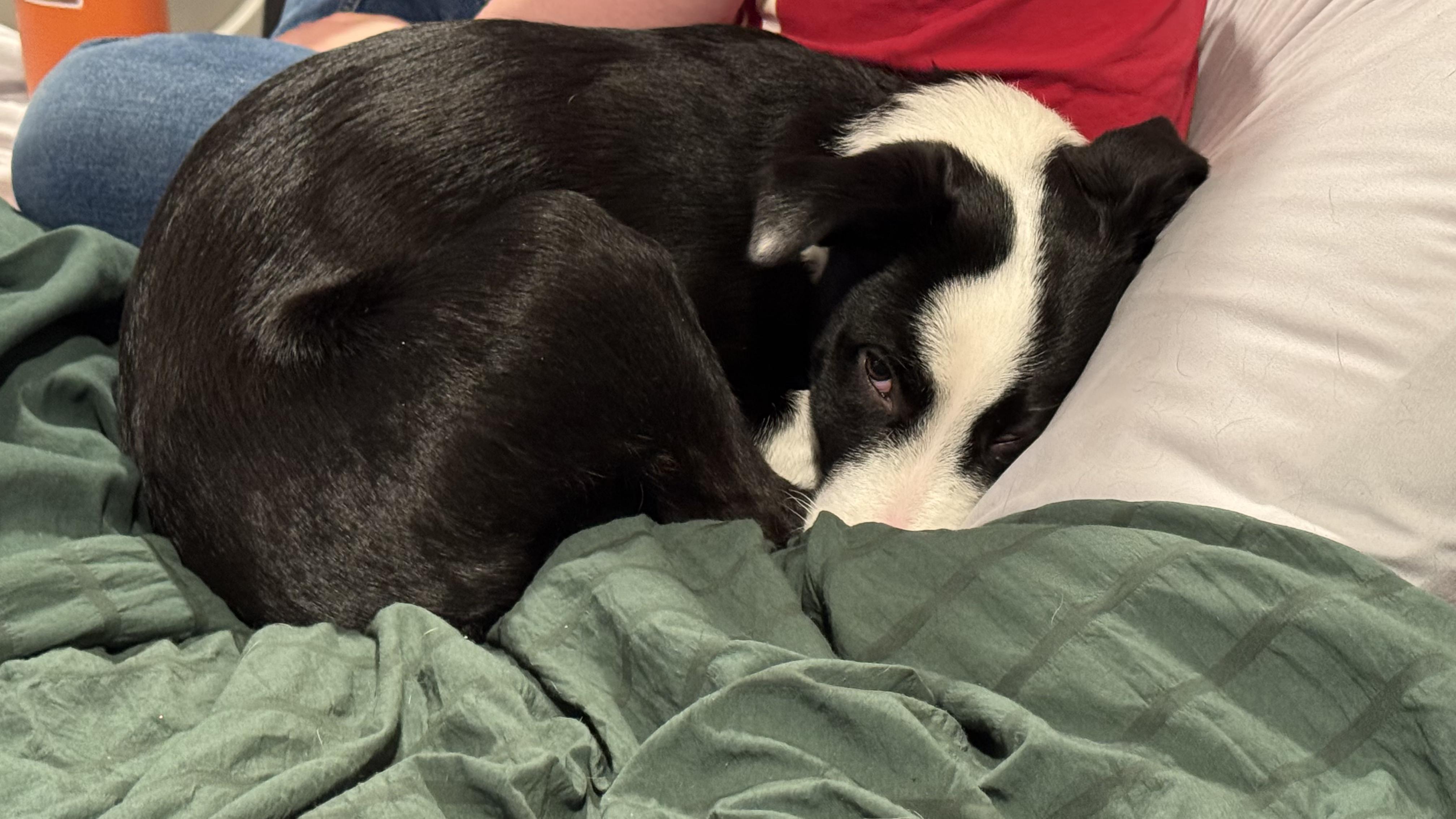 Enlarge Nellie, a Adoptable mixed breed in Riverton, WY image 1/5
