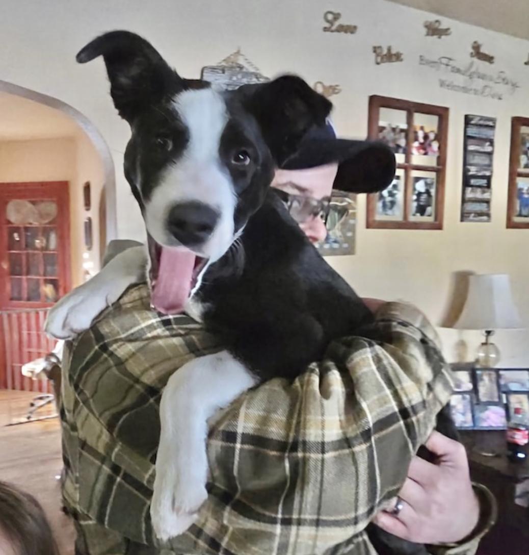 Enlarge Nellie, a Adoptable mixed breed in Riverton, WY image 2/5