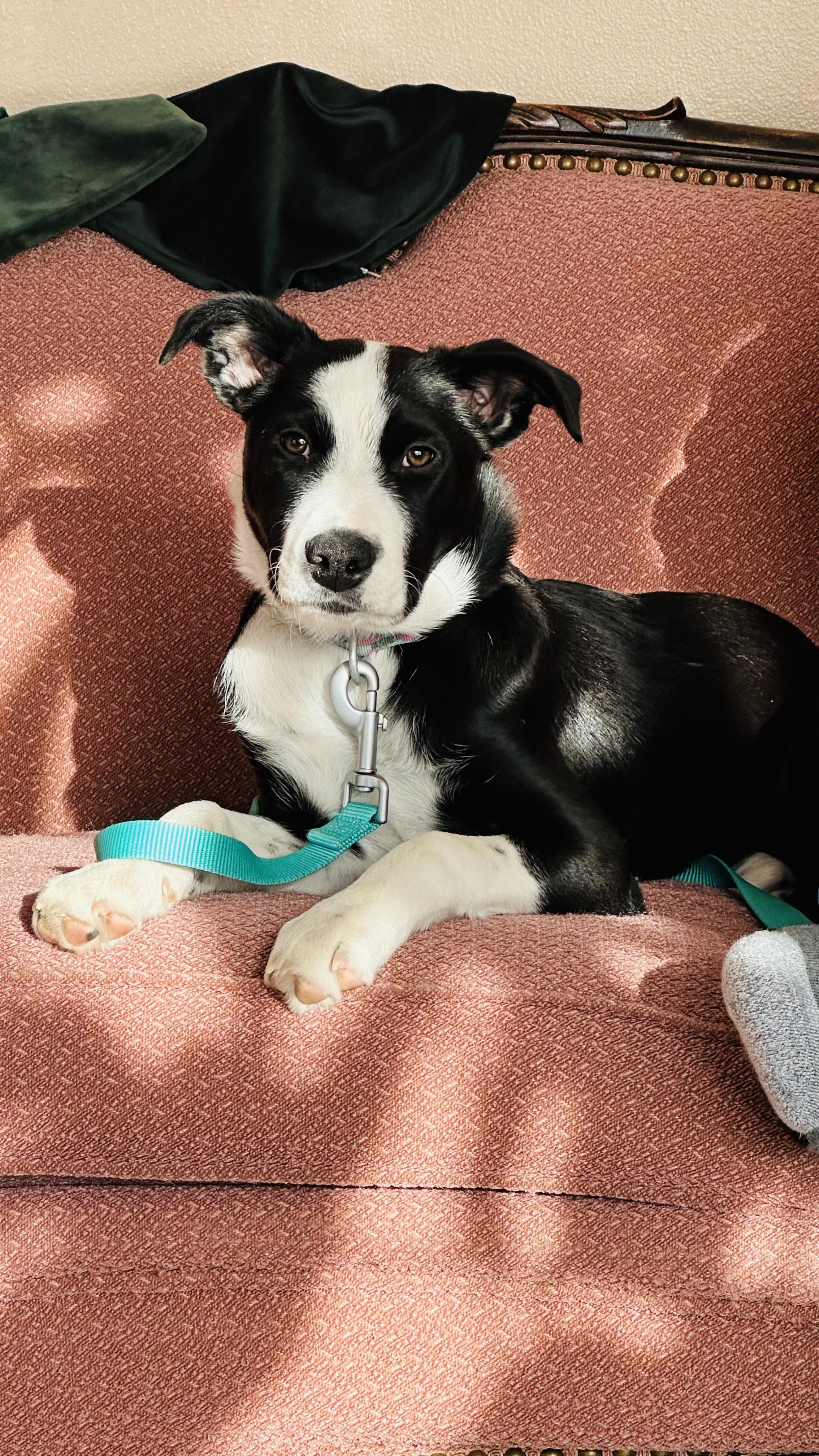 Enlarge Nellie, a Adoptable mixed breed in Riverton, WY image 3/5
