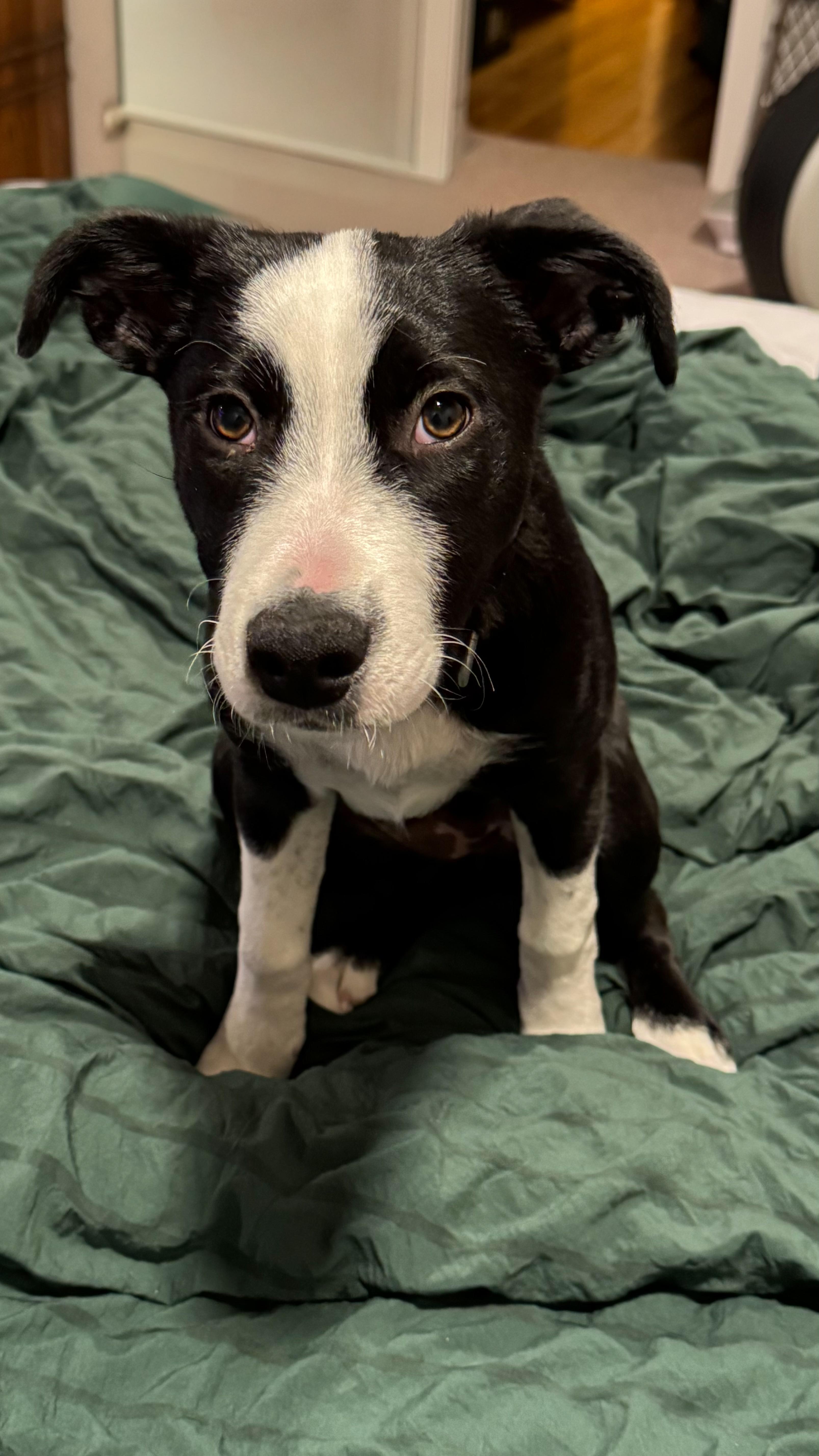 Enlarge Nellie, a Adoptable mixed breed in Riverton, WY image 4/5