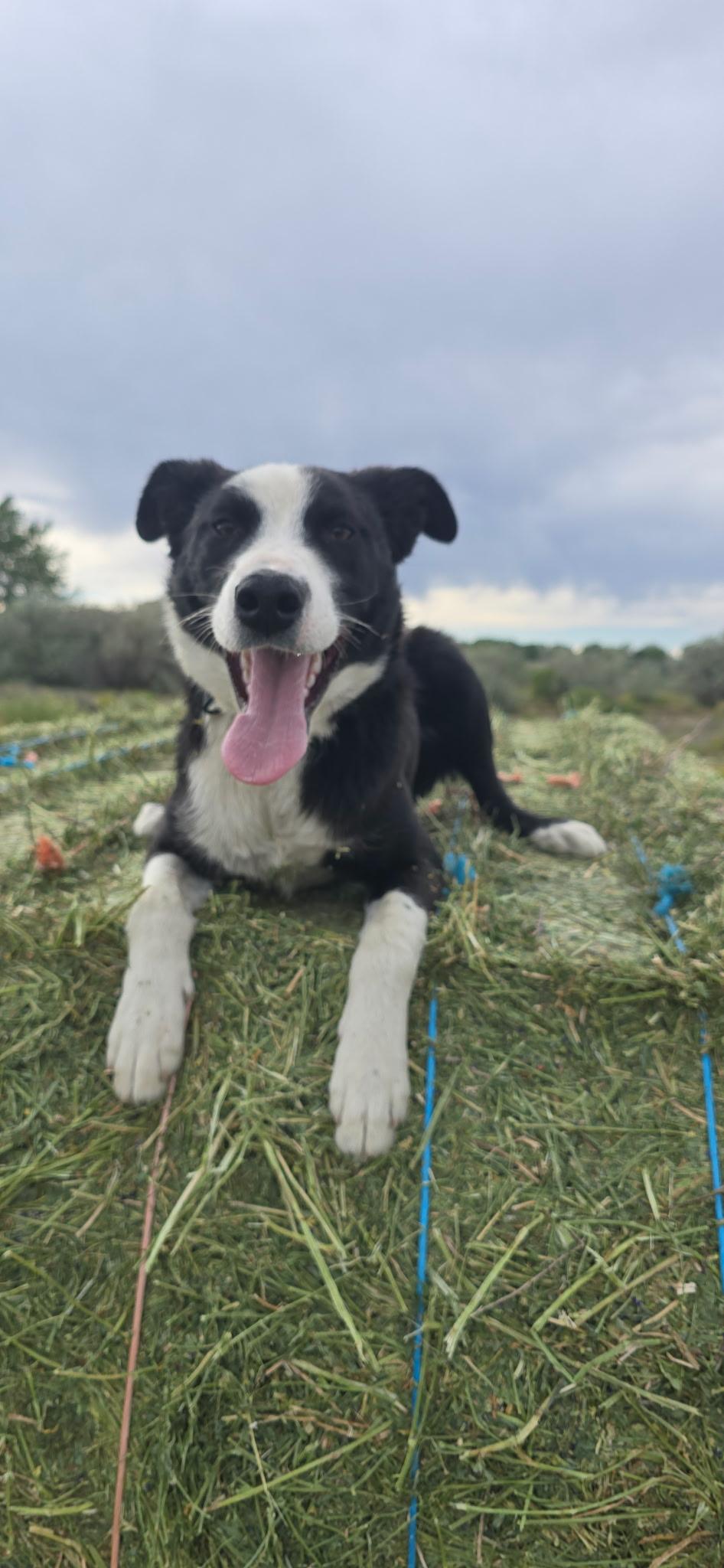 Enlarge Nellie, a Adoptable mixed breed in Riverton, WY image 5/5
