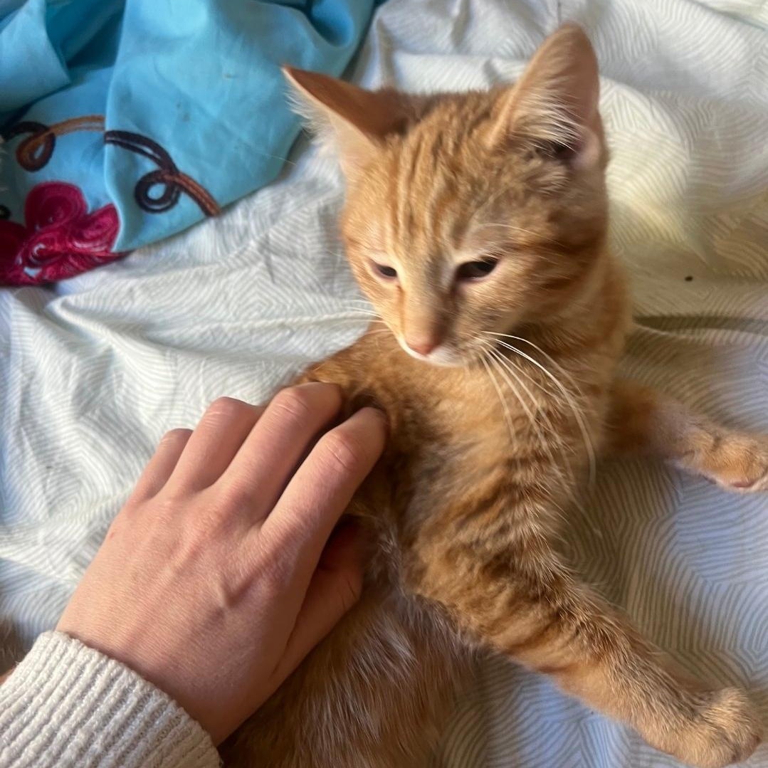 Enlarge Peanut Butter, a Adoptable mixed breed in Chicago, IL image 4/5