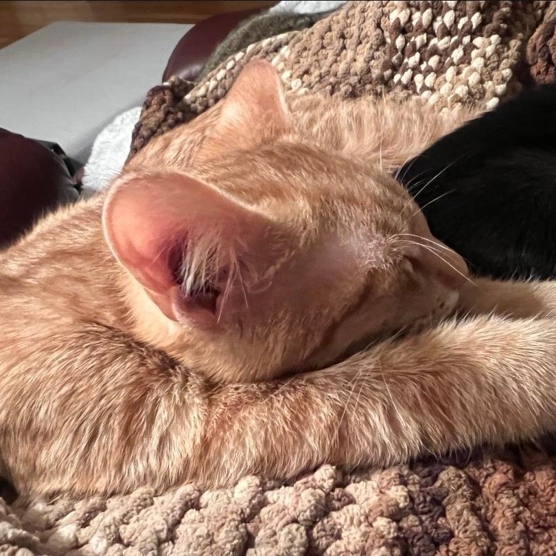 Enlarge Peanut Butter, a Adoptable mixed breed in Chicago, IL image 3/5