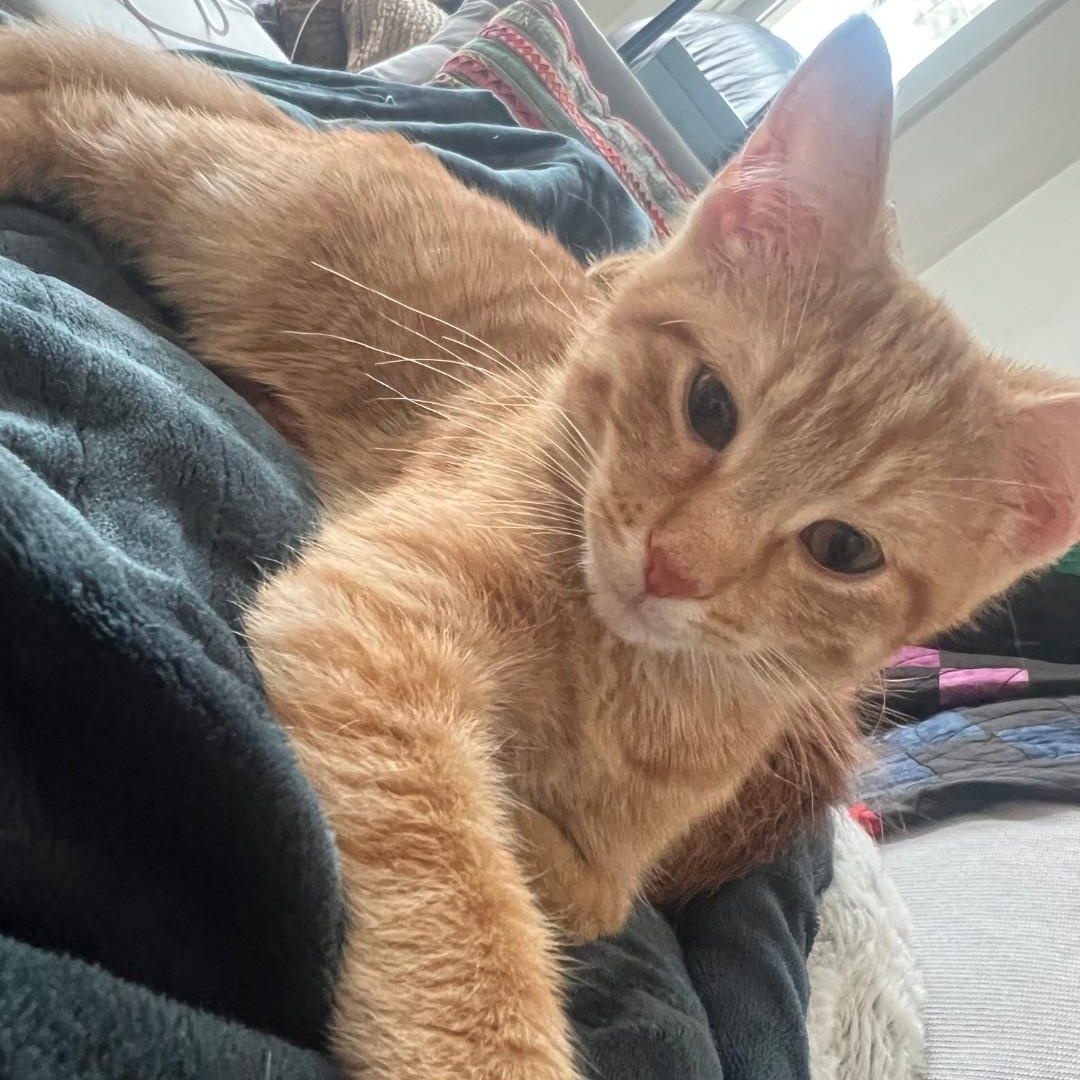 Enlarge Peanut Butter, a Adoptable mixed breed in Chicago, IL image 2/5