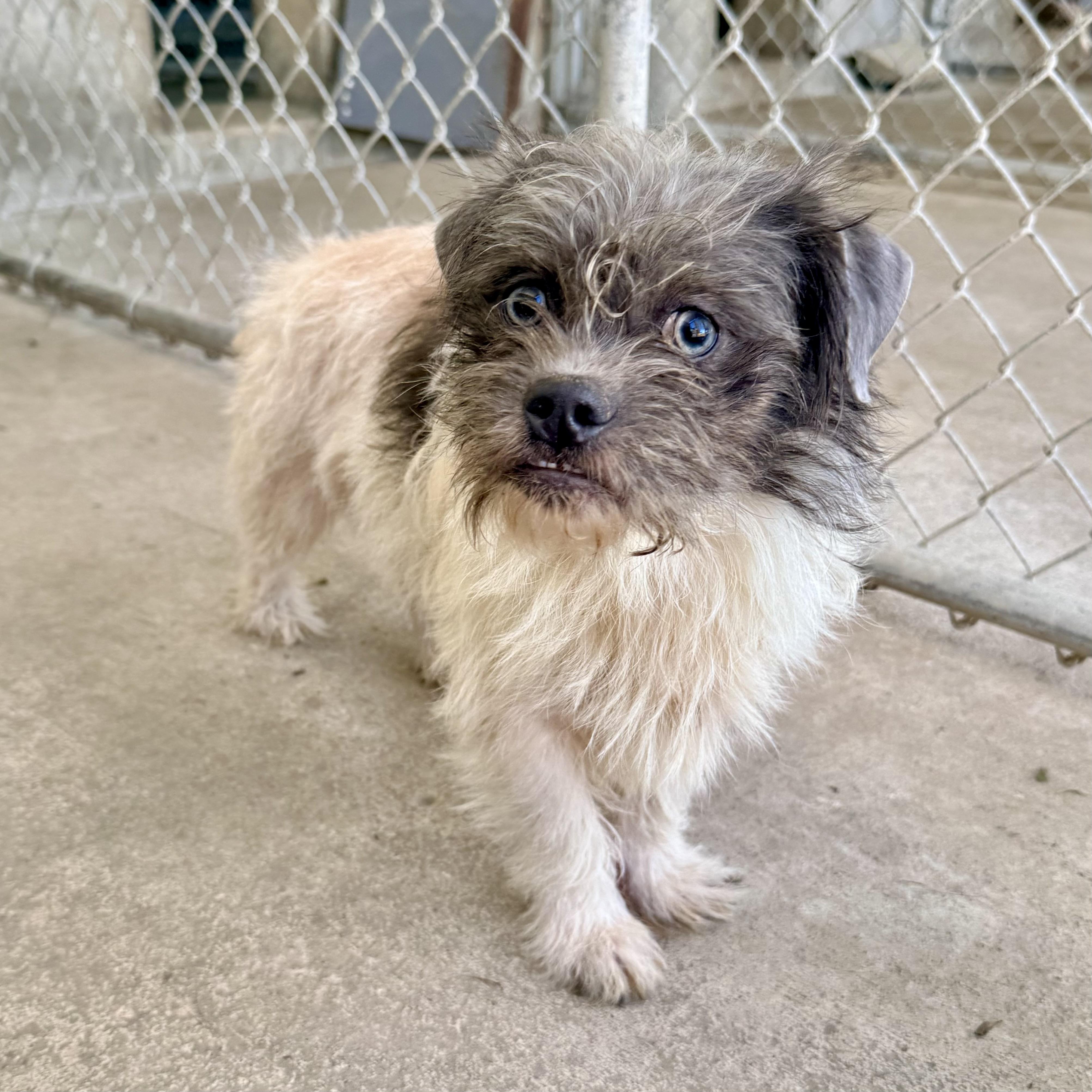 Enlarge Mr. Bojangles, an adopted mixed breed in Albany, MO image 1/3