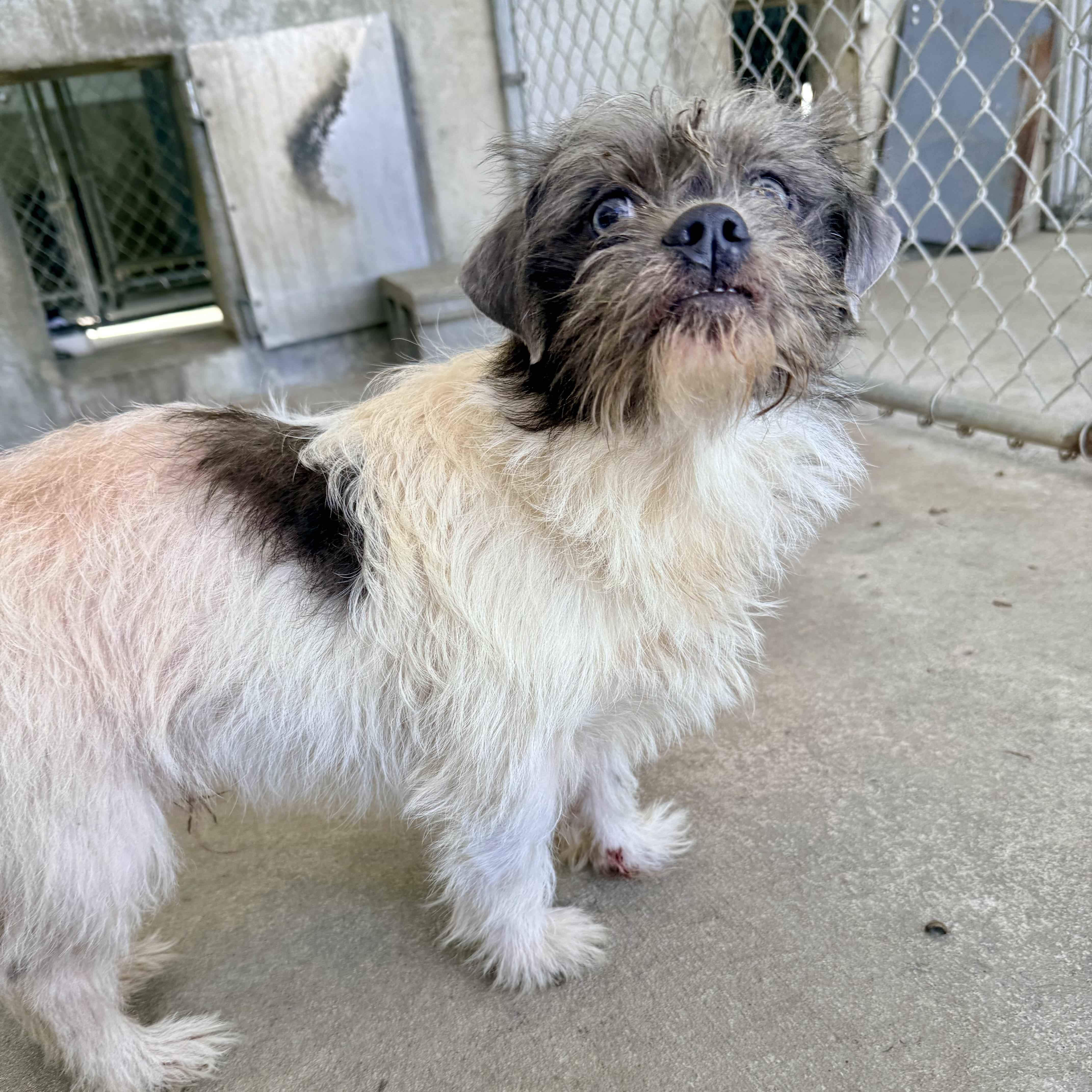 Enlarge Mr. Bojangles, an adopted mixed breed in Albany, MO image 3/3