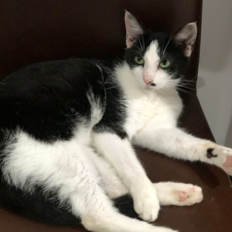 Skipper, a Adoptable Domestic Short Hair in North Huntingdon, PA image 3/6