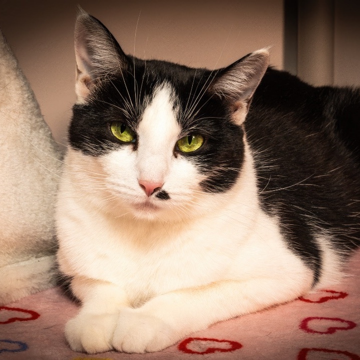 Skipper, a Adoptable Domestic Short Hair in North Huntingdon, PA image 2/6