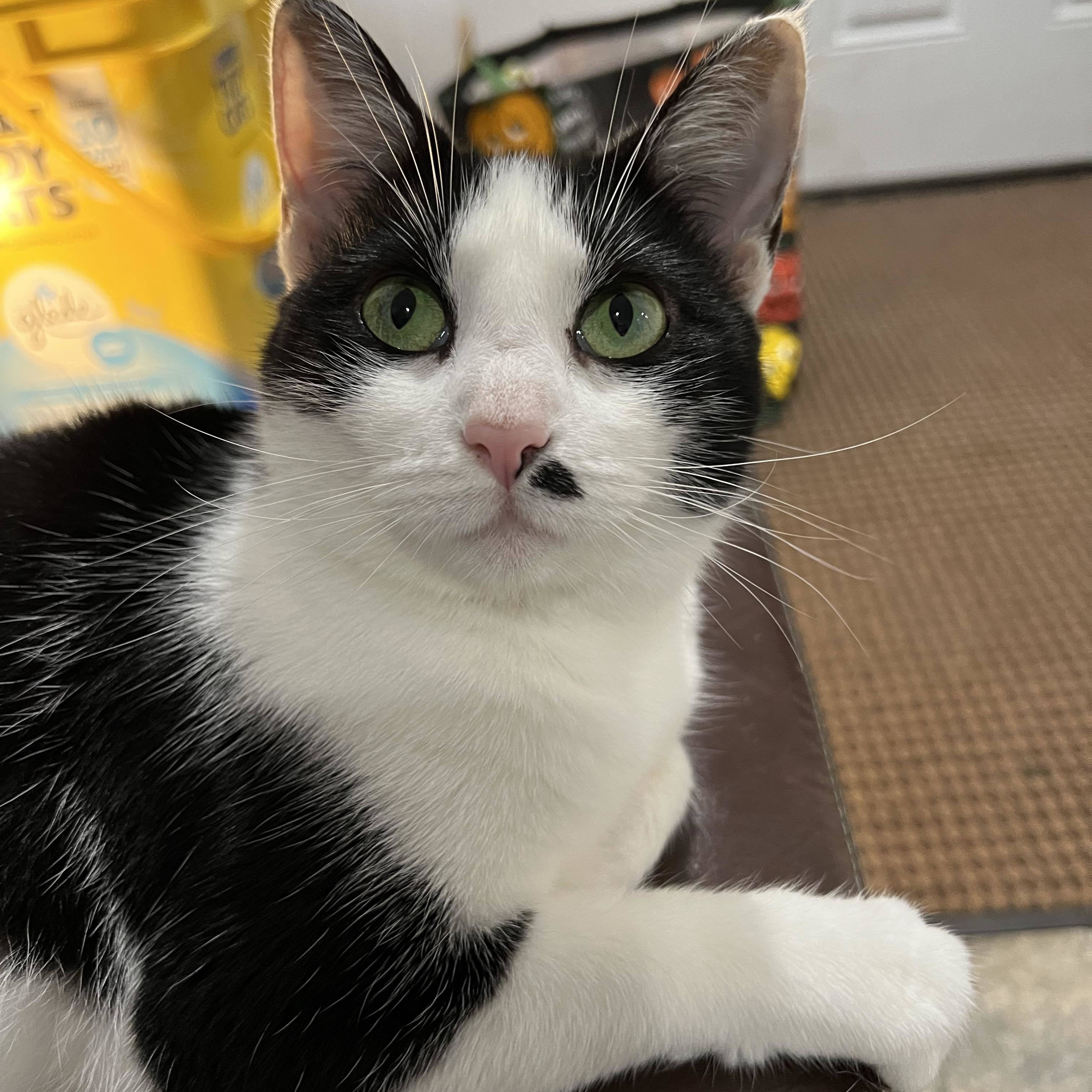 Skipper, a Adoptable Domestic Short Hair in North Huntingdon, PA image 5/6