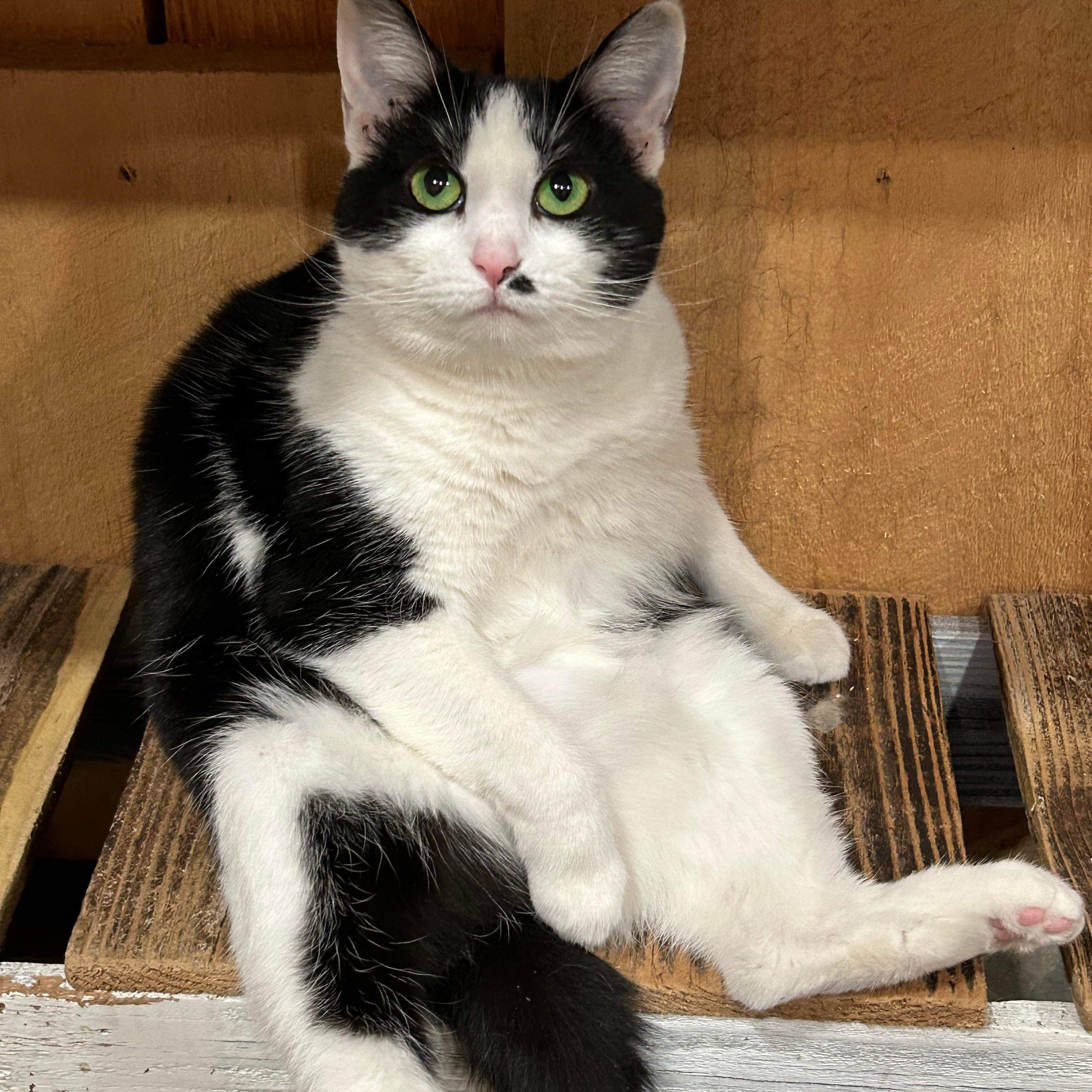 Skipper, a Adoptable Domestic Short Hair in North Huntingdon, PA image 4/6