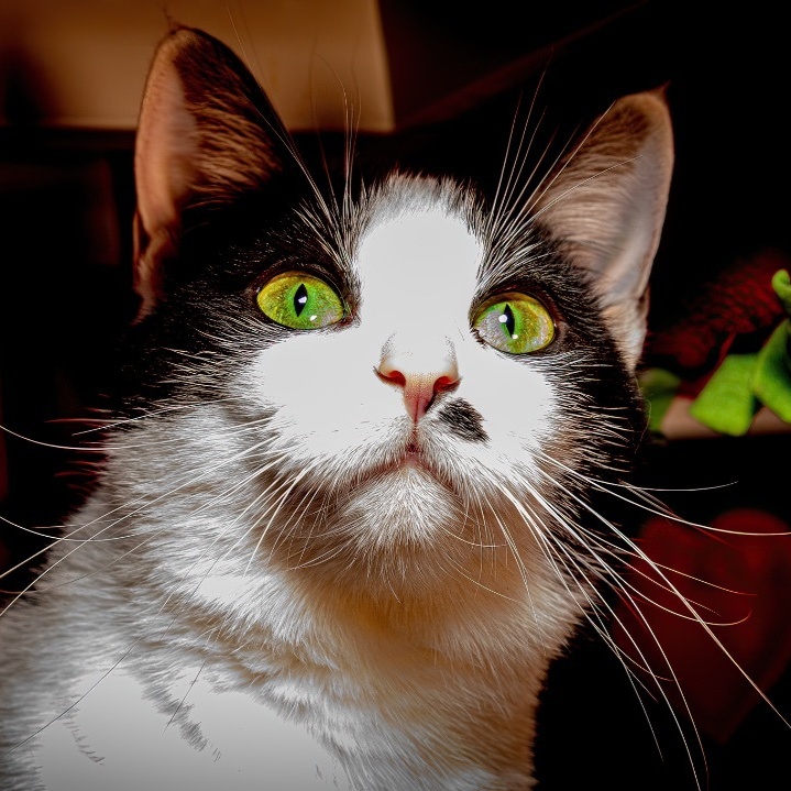 Skipper, a Adoptable Domestic Short Hair in North Huntingdon, PA image 1/6