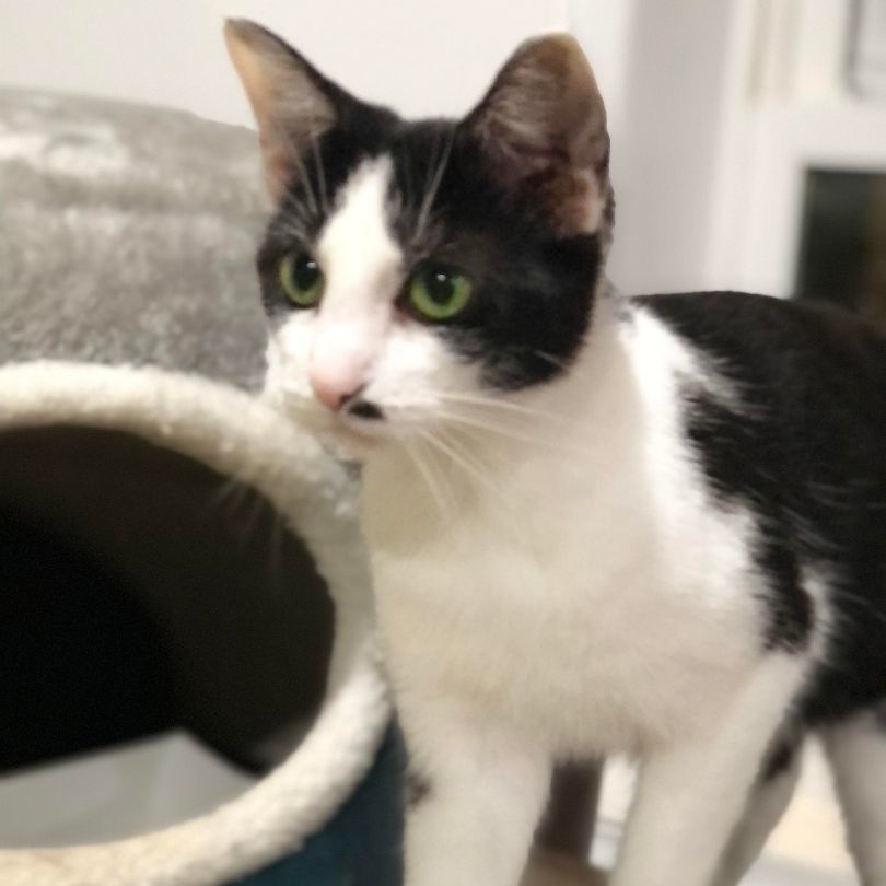 Skipper, a Adoptable Domestic Short Hair in North Huntingdon, PA image 6/6