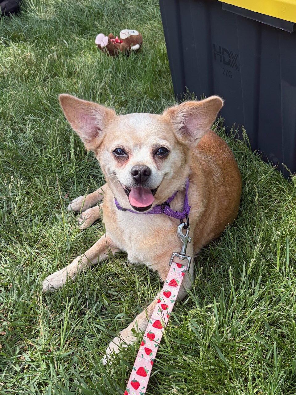 Lacy, Adoptable, Adult Female Chihuahua.