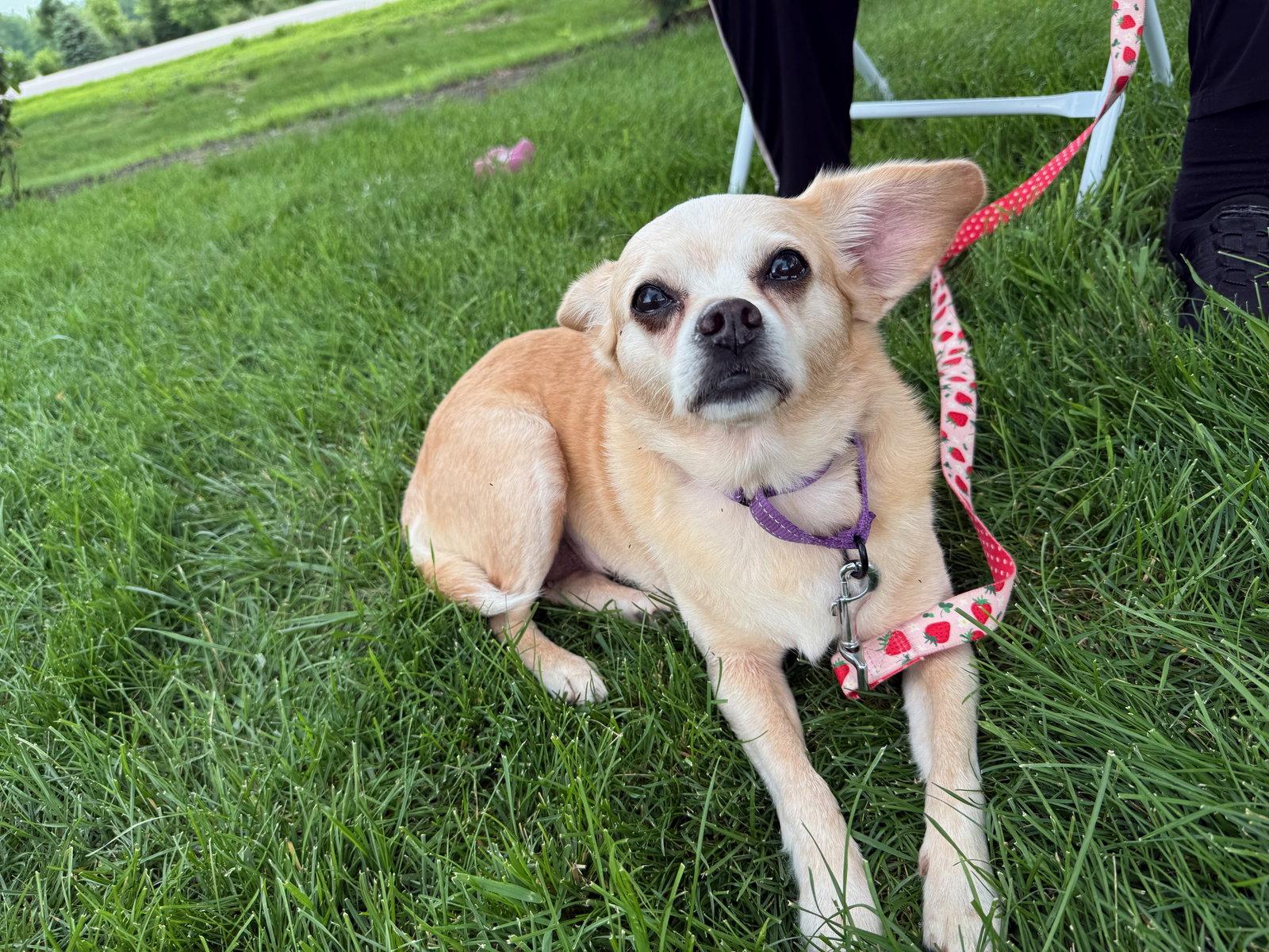 Lacy, Adoptable, Adult Female Chihuahua.