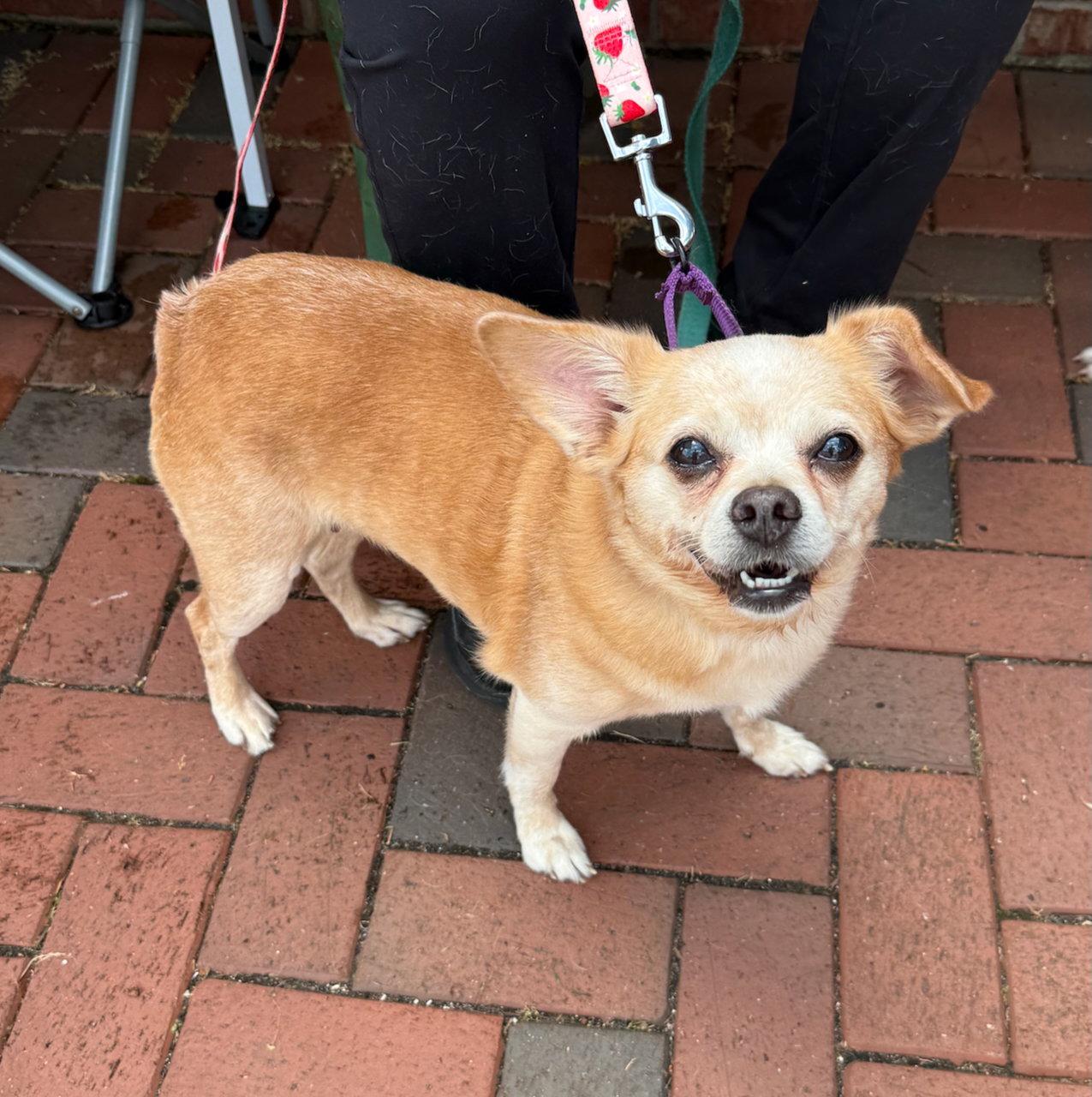 Enlarge Lacy, a Adoptable Chihuahua in GILBERTS, IL image 2/3
