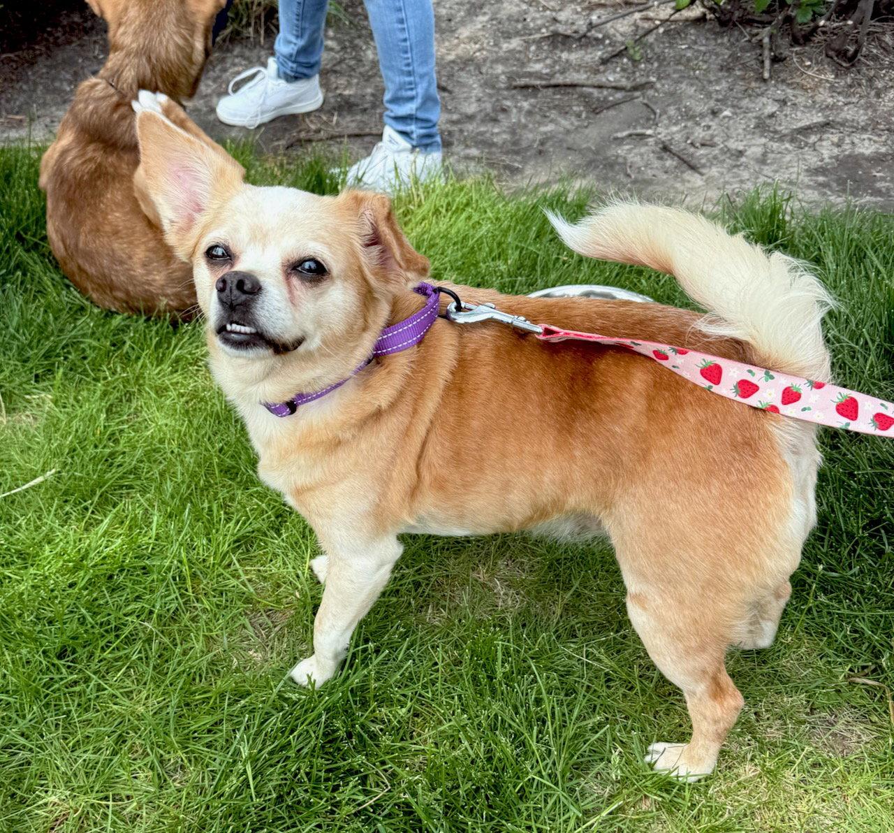 Enlarge Lacy, a Adoptable Chihuahua in GILBERTS, IL image 3/3