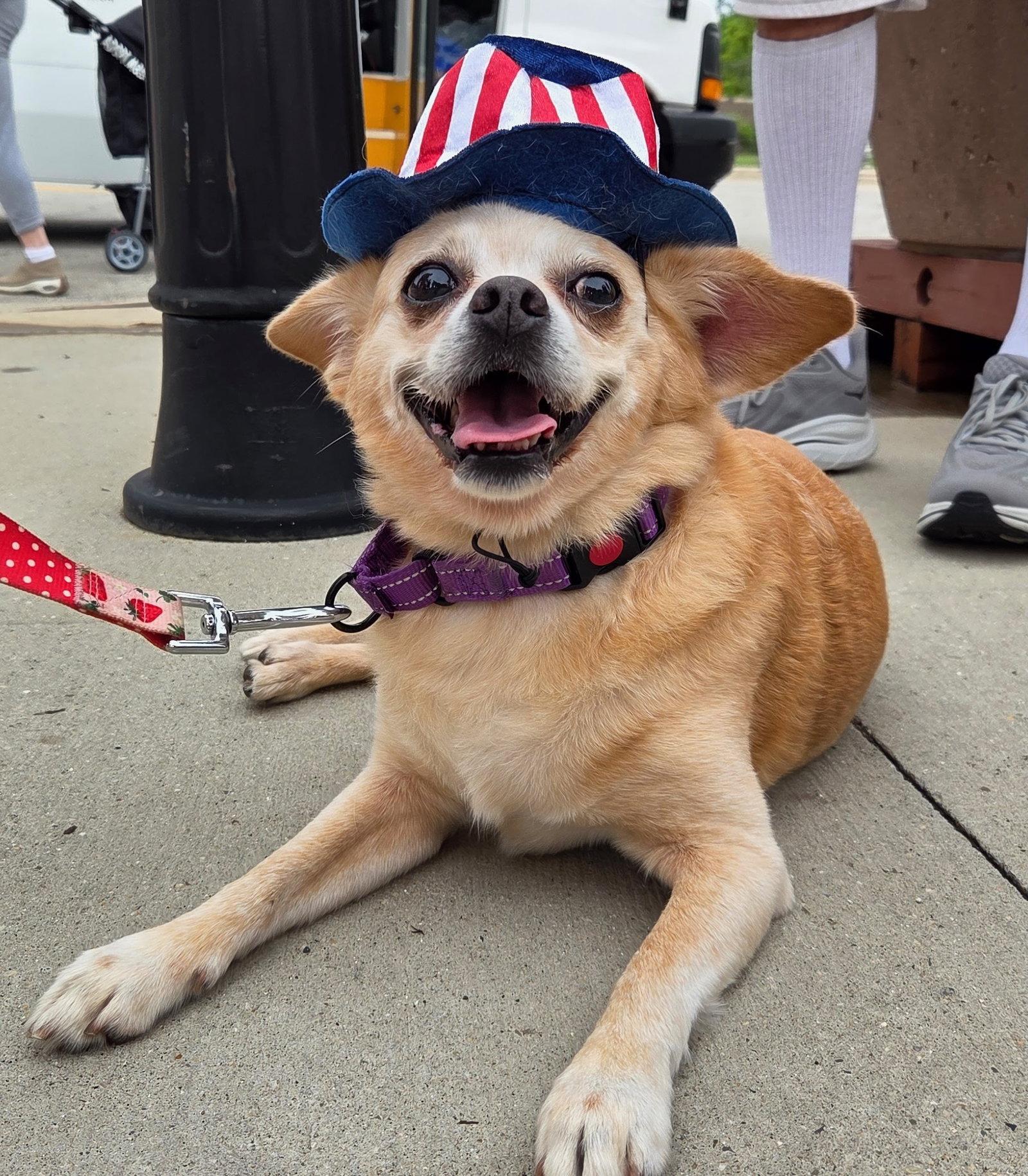 Enlarge Lacy, a Adoptable Chihuahua in GILBERTS, IL image 3/3