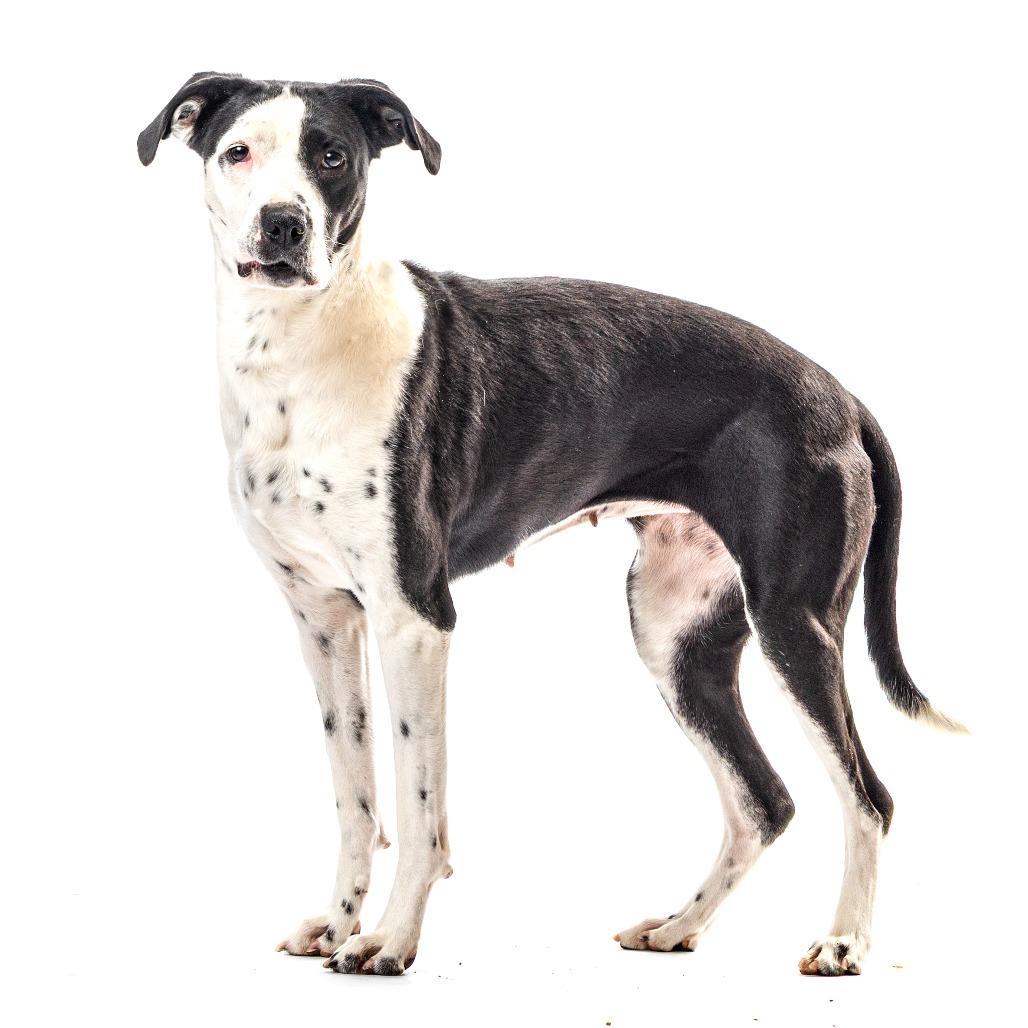 Enlarge Eskimo, a Adoptable mixed breed in Reno, NV image 1/6