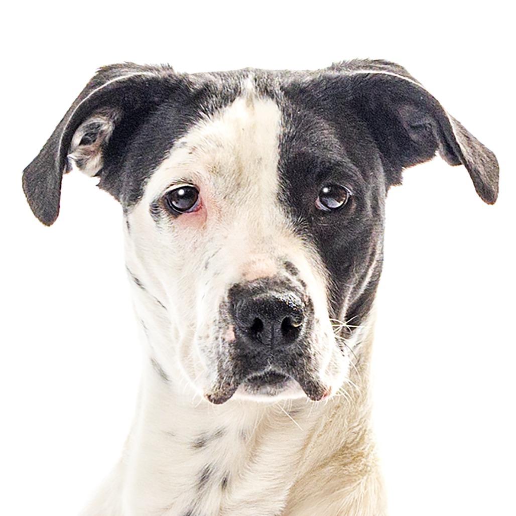 Enlarge Eskimo, a Adoptable mixed breed in Reno, NV image 2/6