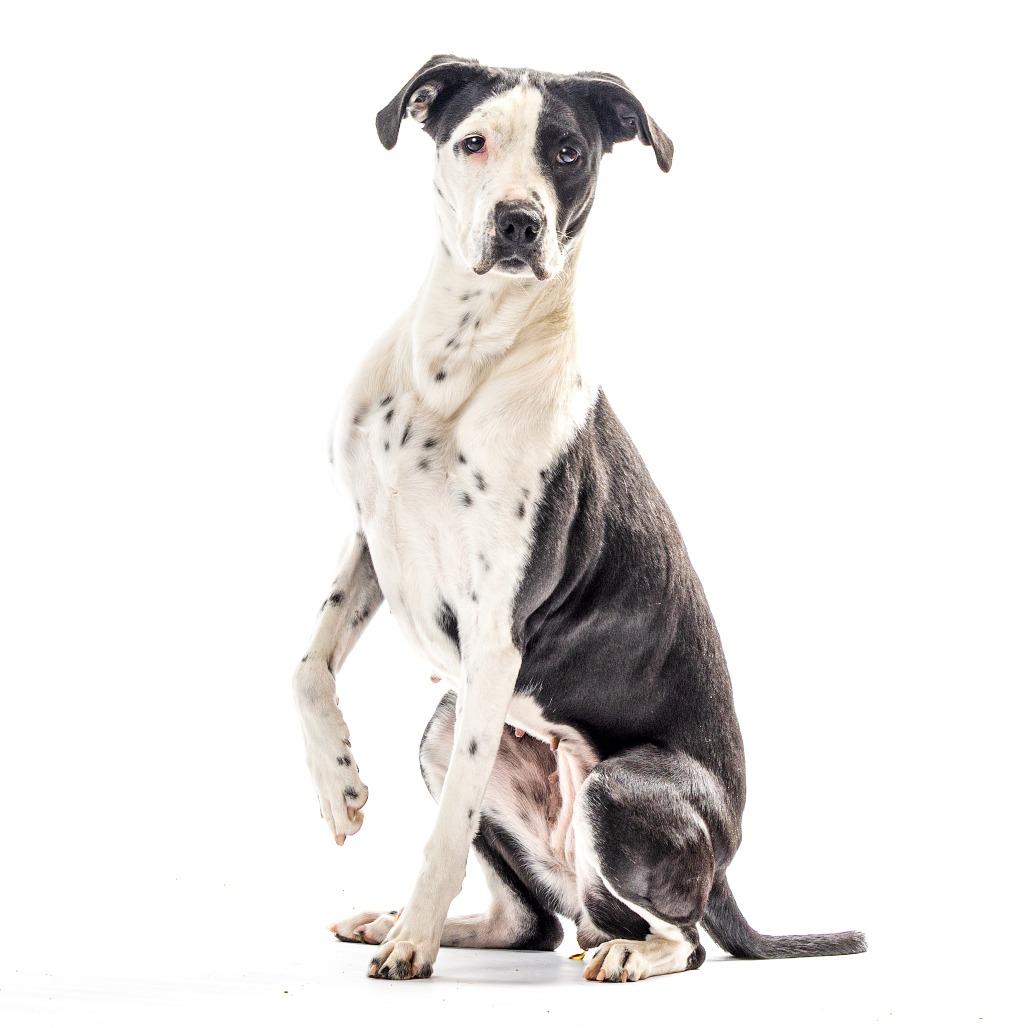 Enlarge Eskimo, a Adoptable mixed breed in Reno, NV image 3/6