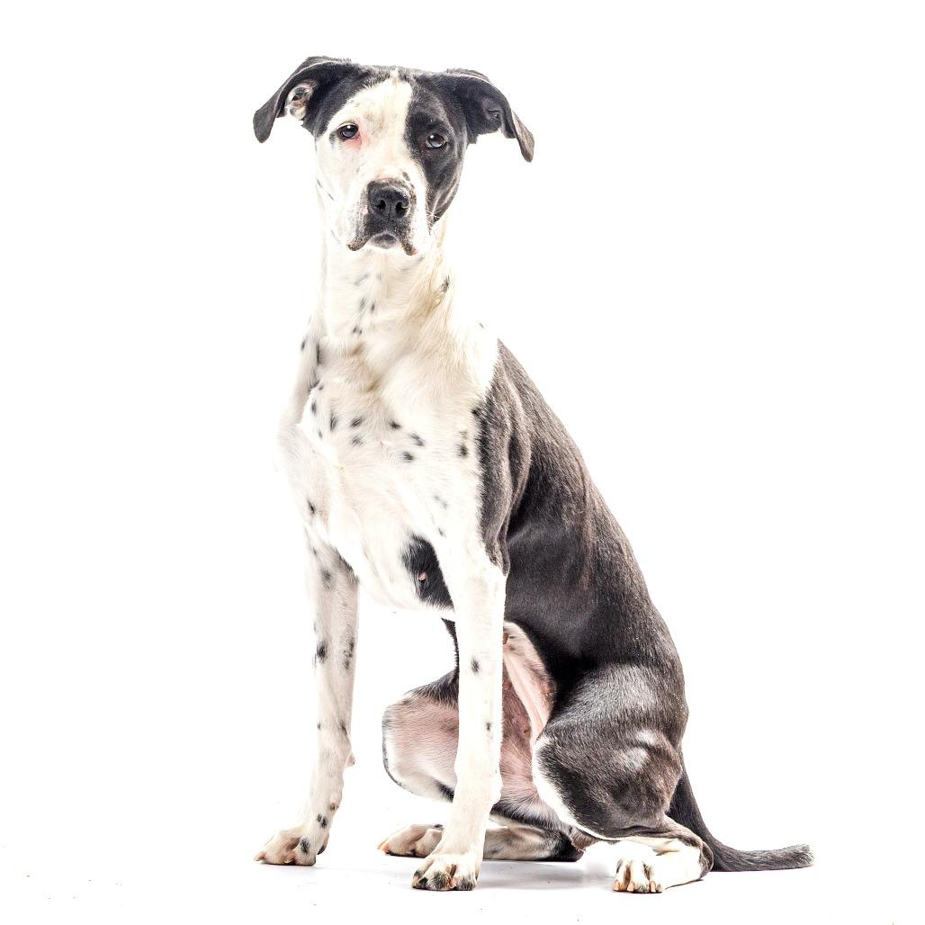 Enlarge Eskimo, a Adoptable mixed breed in Reno, NV image 4/6