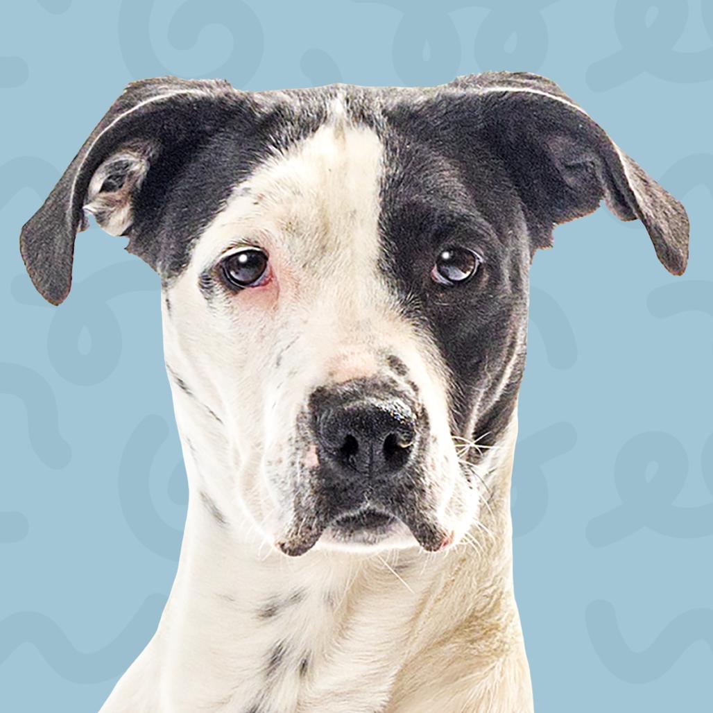 Enlarge Eskimo, a Adoptable mixed breed in Reno, NV image 6/6