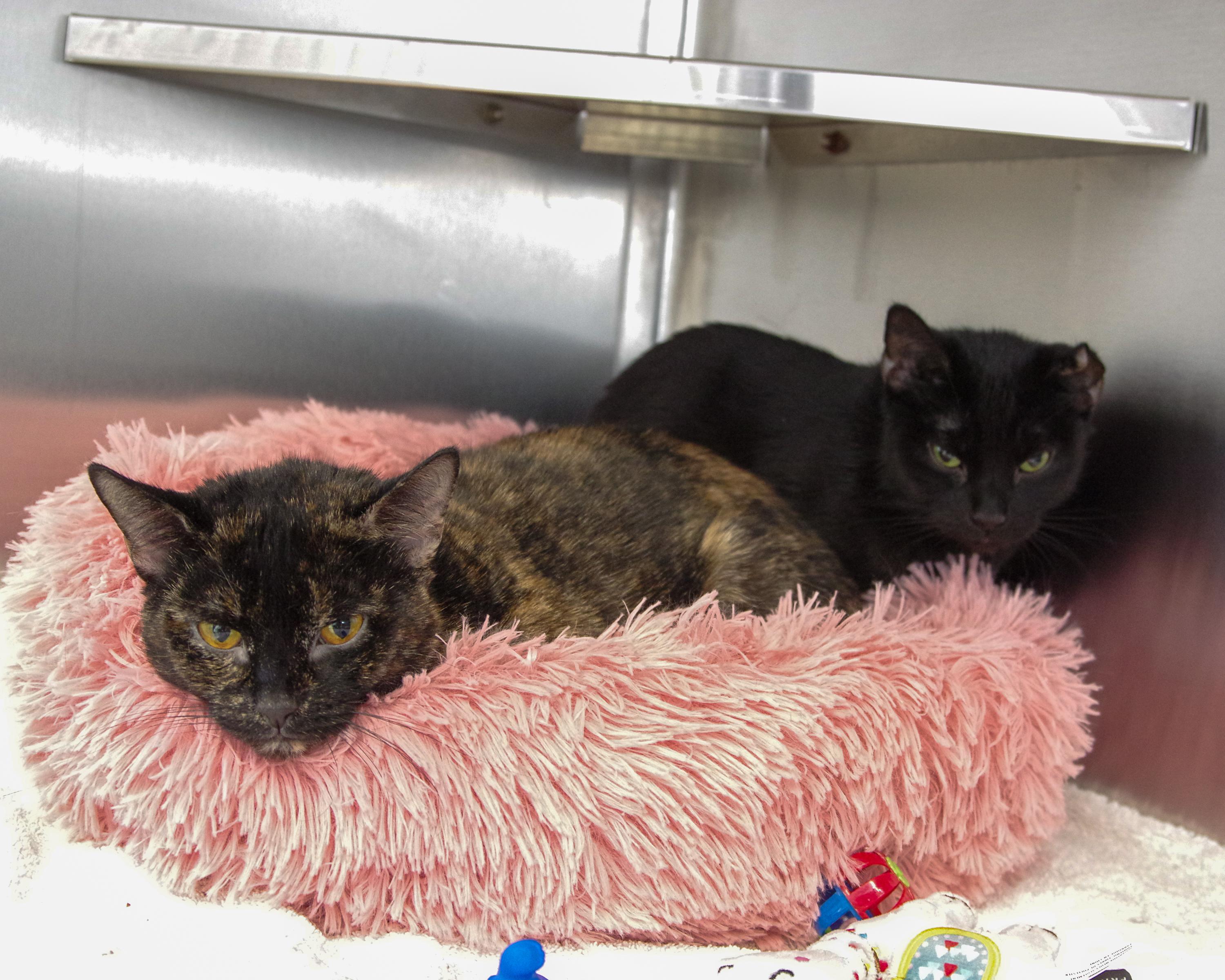 Enlarge Mary Kate & Ashley, a Adoptable Domestic Short Hair in Scituate, MA image 1/3