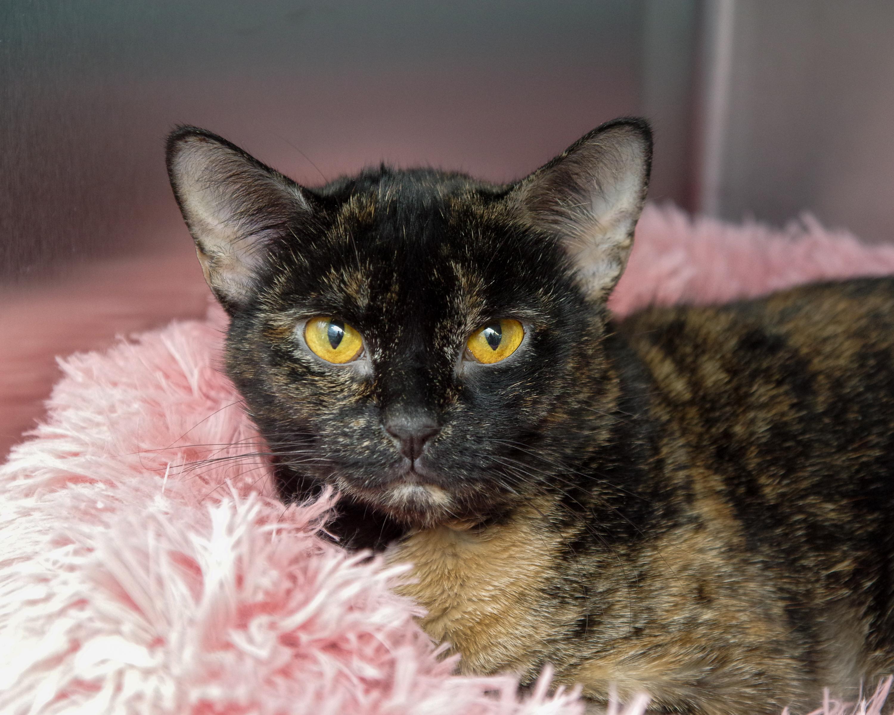 Mary Kate & Ashley, Adoptable, Young Female Domestic Short Hair.