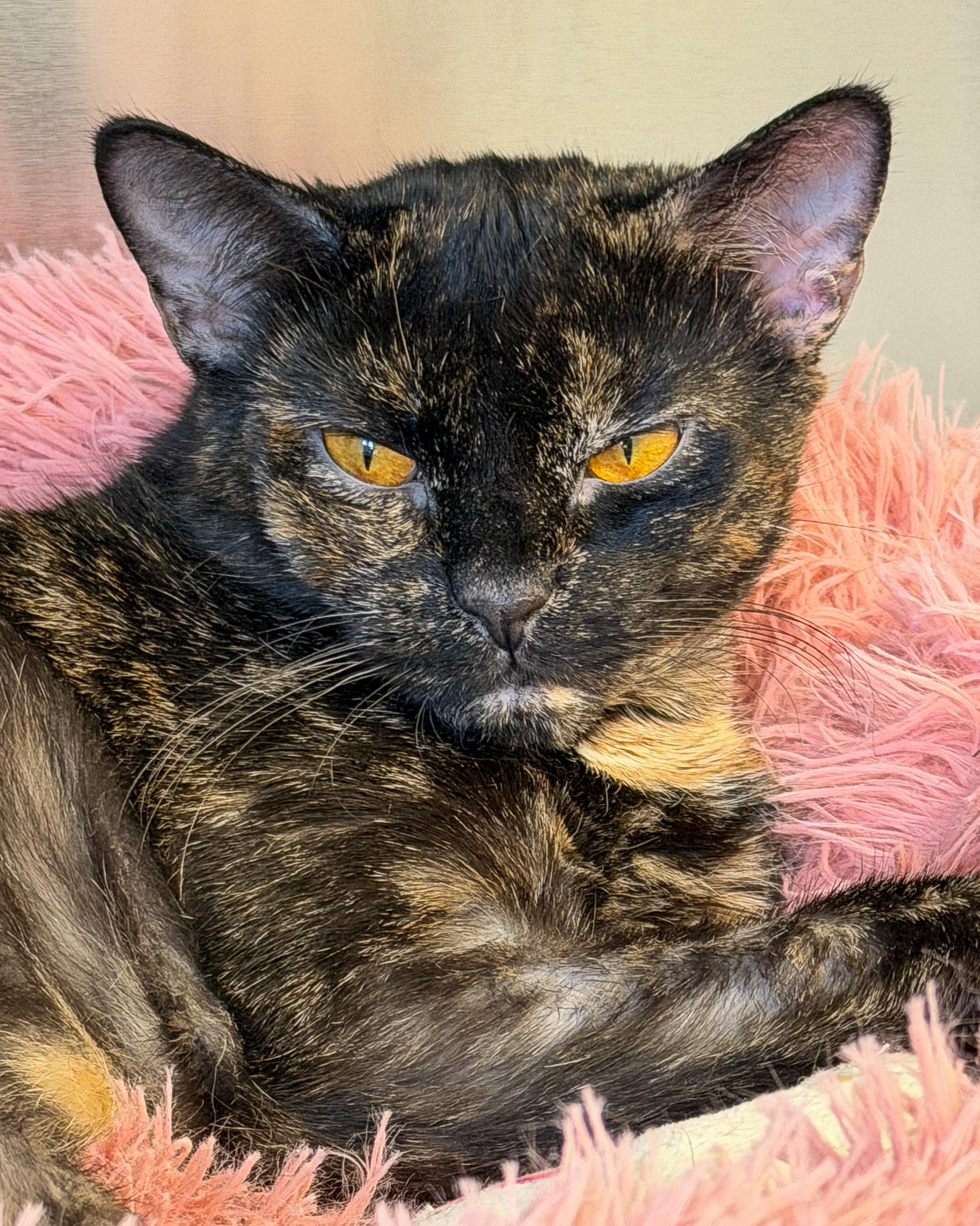 Mary Kate & Ashley, an adopted Domestic Short Hair in Scituate, MA image 2/6