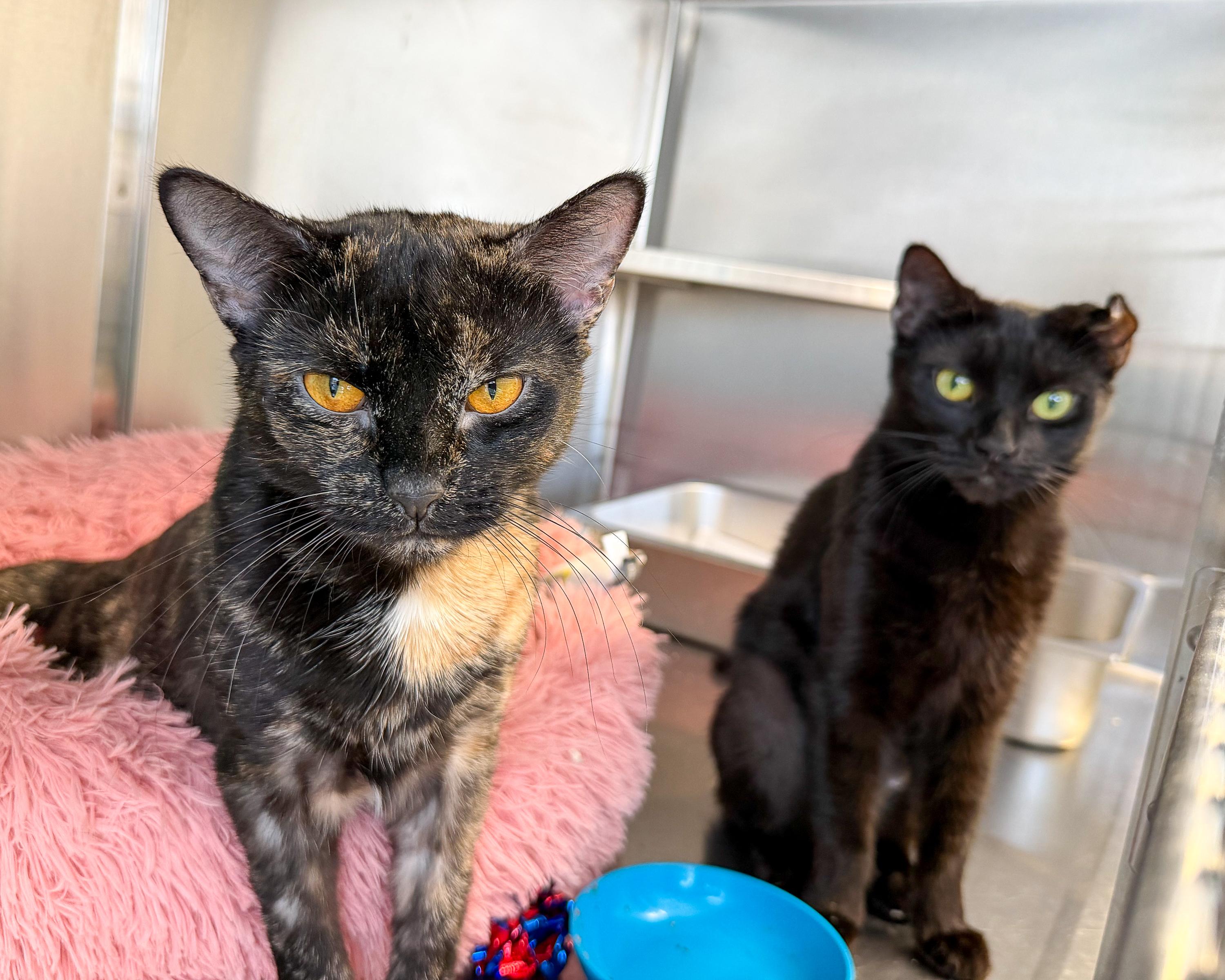 Mary Kate & Ashley, an adopted Domestic Short Hair in Scituate, MA image 1/6