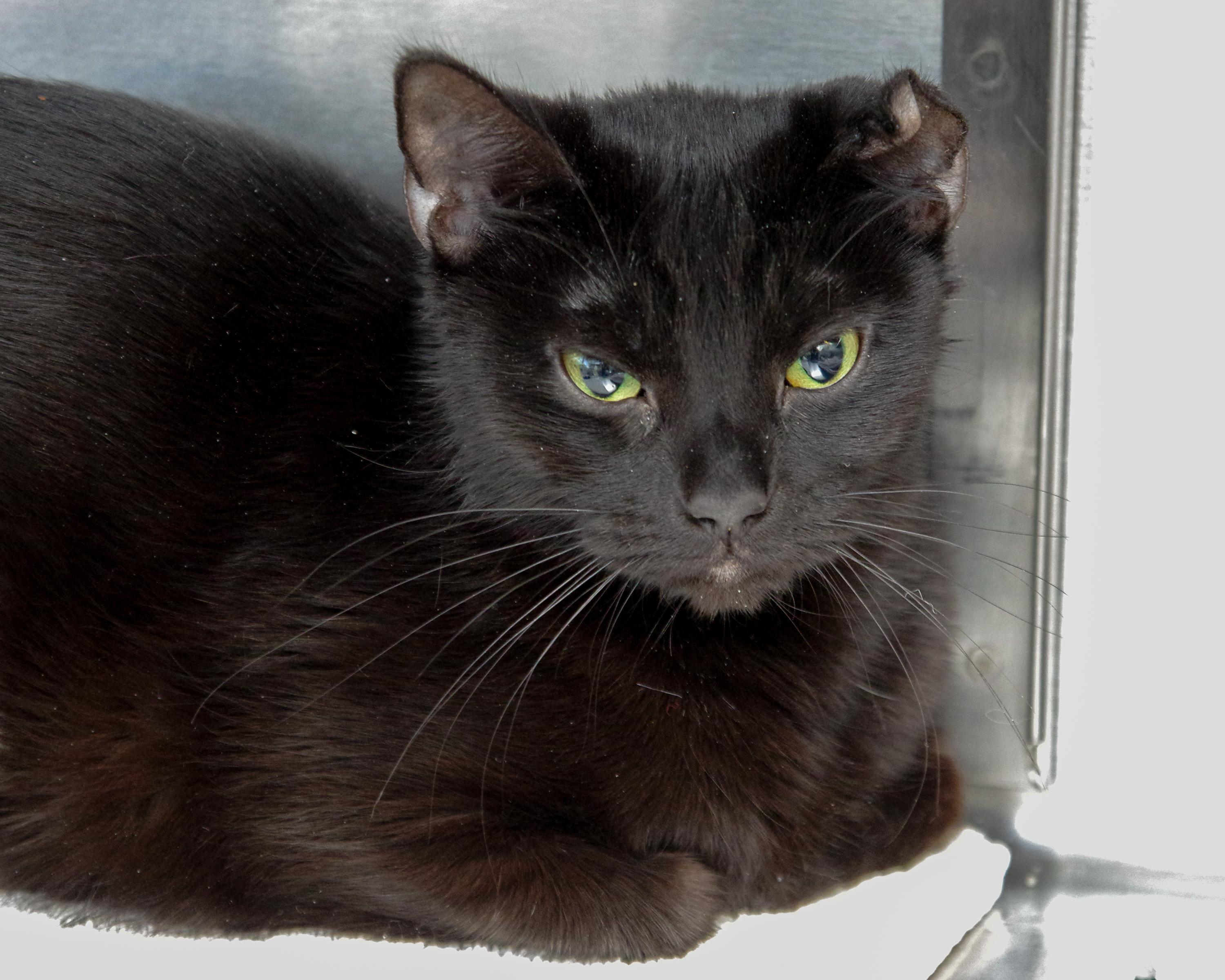 Enlarge Mary Kate & Ashley, a Adoptable Domestic Short Hair in Scituate, MA image 3/3