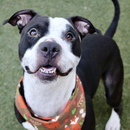 Jax, Adoptable, Adult Male Terrier & Mixed Breed.