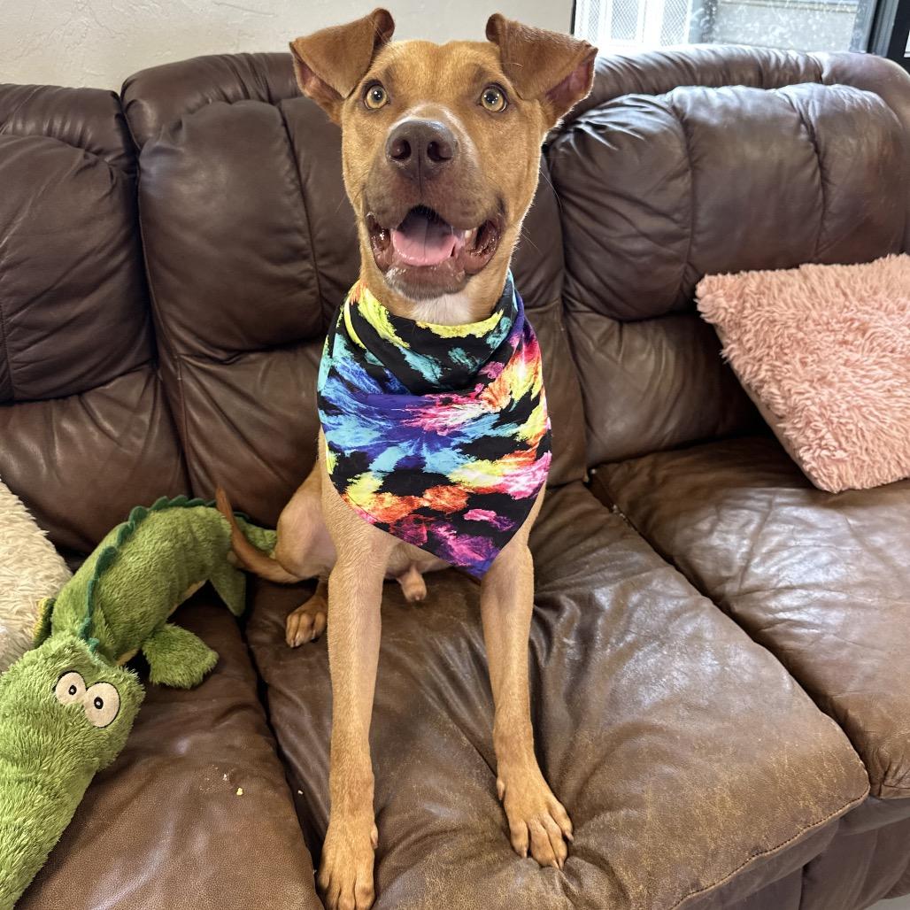 Stetson, a Adoptable Mixed Breed in Ponca City, OK image 1/6