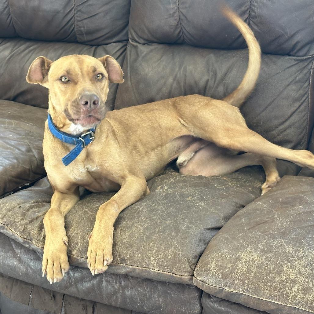 Enlarge Stetson, a Adoptable Mixed Breed in Ponca City, OK image 2/6