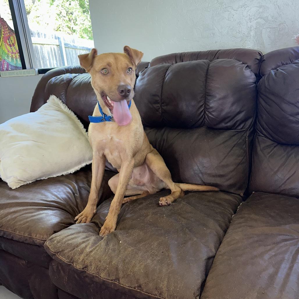 Stetson, a Adoptable Mixed Breed in Ponca City, OK image 2/6