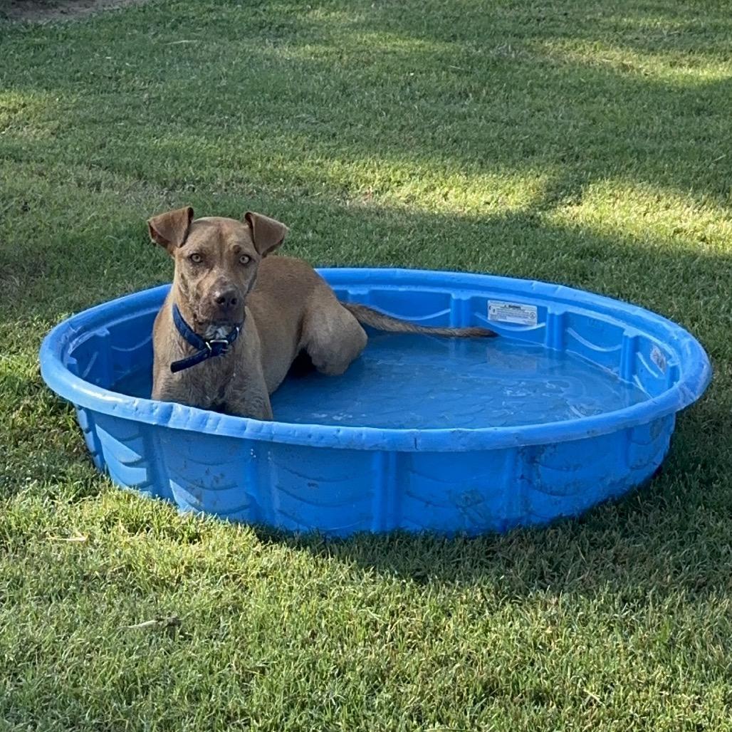 Stetson, a Adoptable Mixed Breed in Ponca City, OK image 3/6