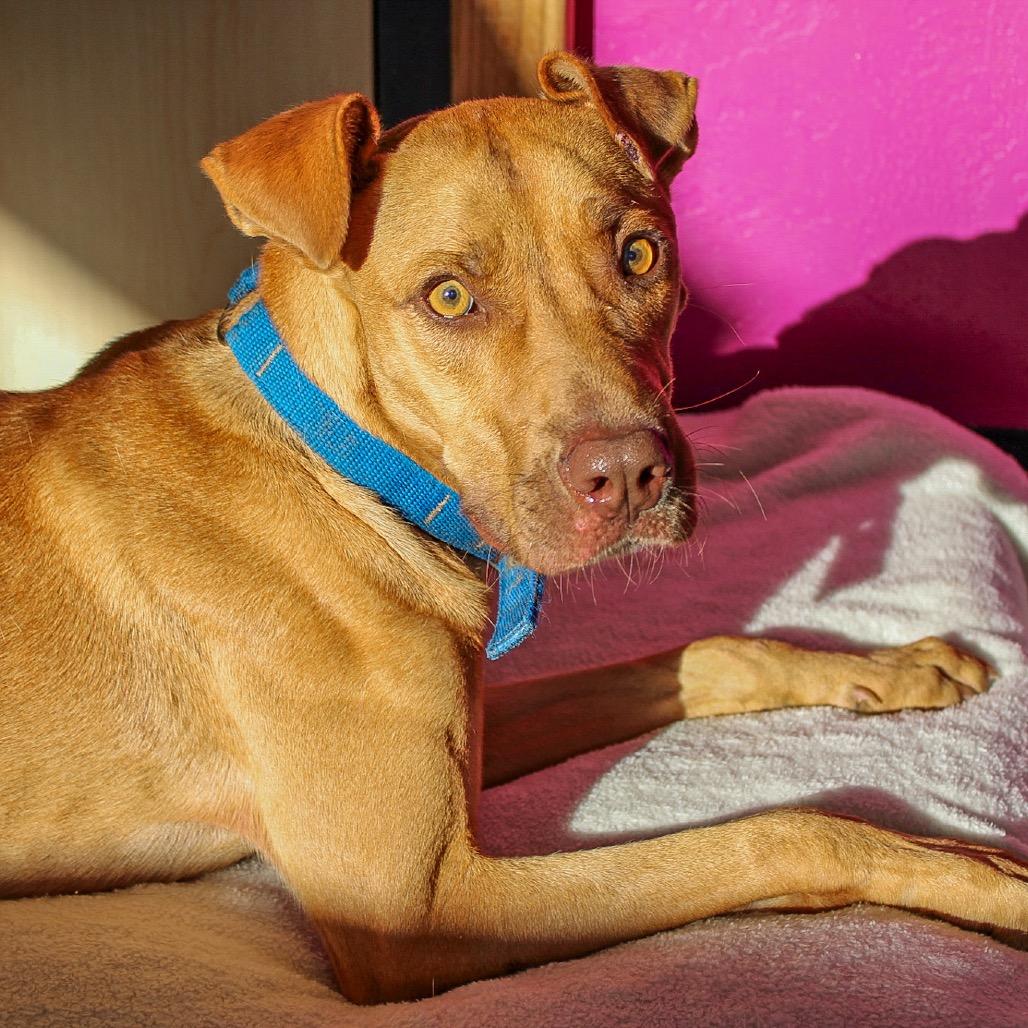 Stetson, a Adoptable Mixed Breed in Ponca City, OK image 4/6