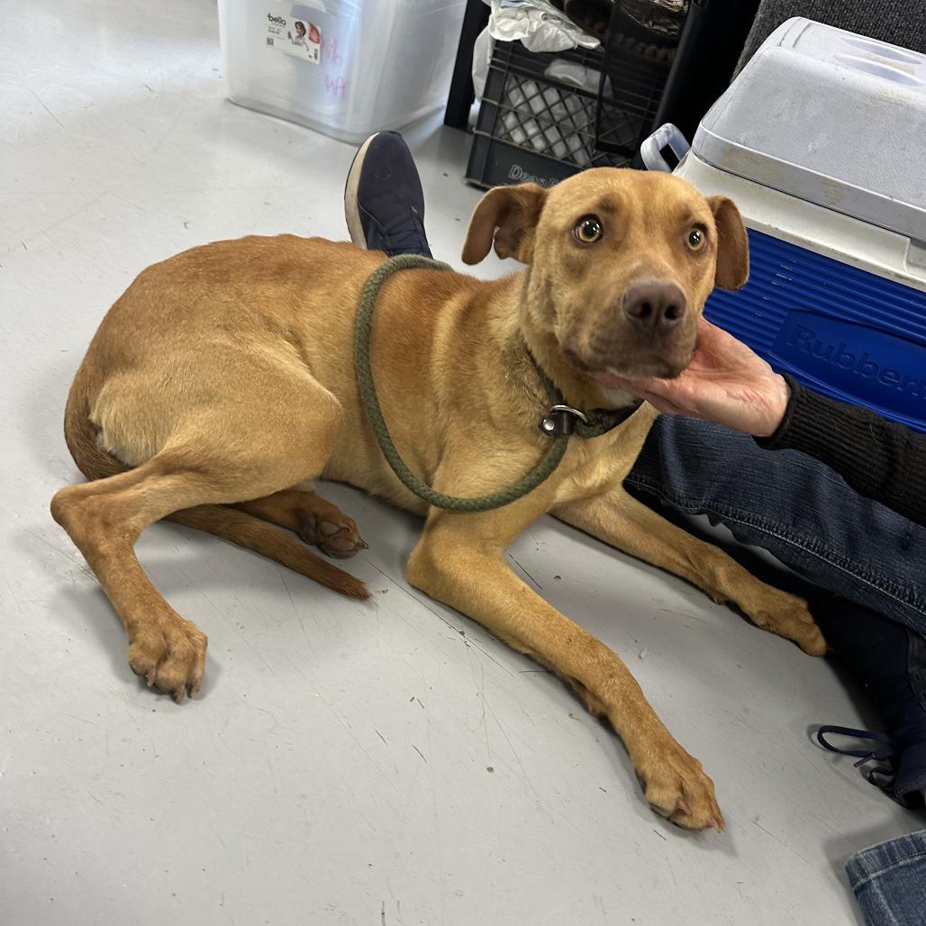 Stetson, a Adoptable Mixed Breed in Ponca City, OK image 6/6