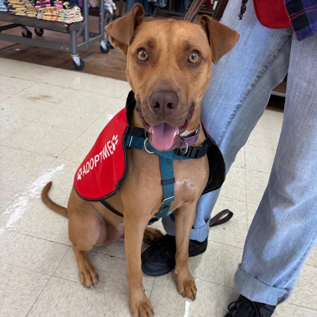 Stetson, a Adoptable Mixed Breed in Ponca City, OK image 5/6