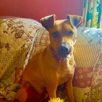 Enlarge Stetson, a Adoptable Mixed Breed in Ponca City, OK image 6/6