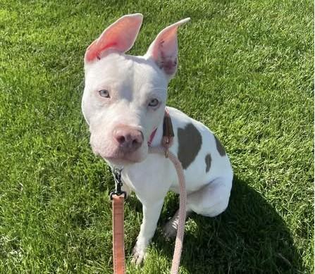 Enlarge SMILEY, a Adoptable Pit Bull Terrier in Martinez, CA image 1/1