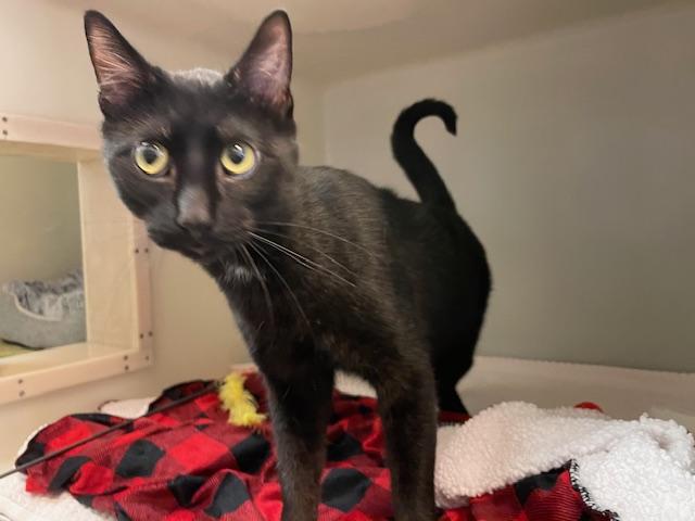 Enlarge FLAPJACK, a Adoptable Domestic Short Hair in Salinas, CA image 1/1