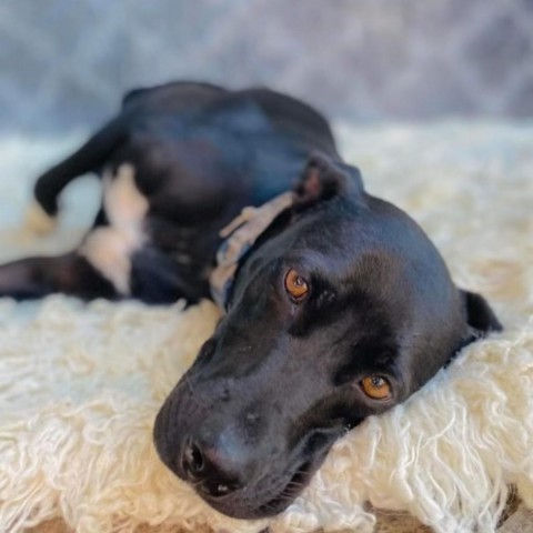 Missita, Adult Female Black Labrador Retriever