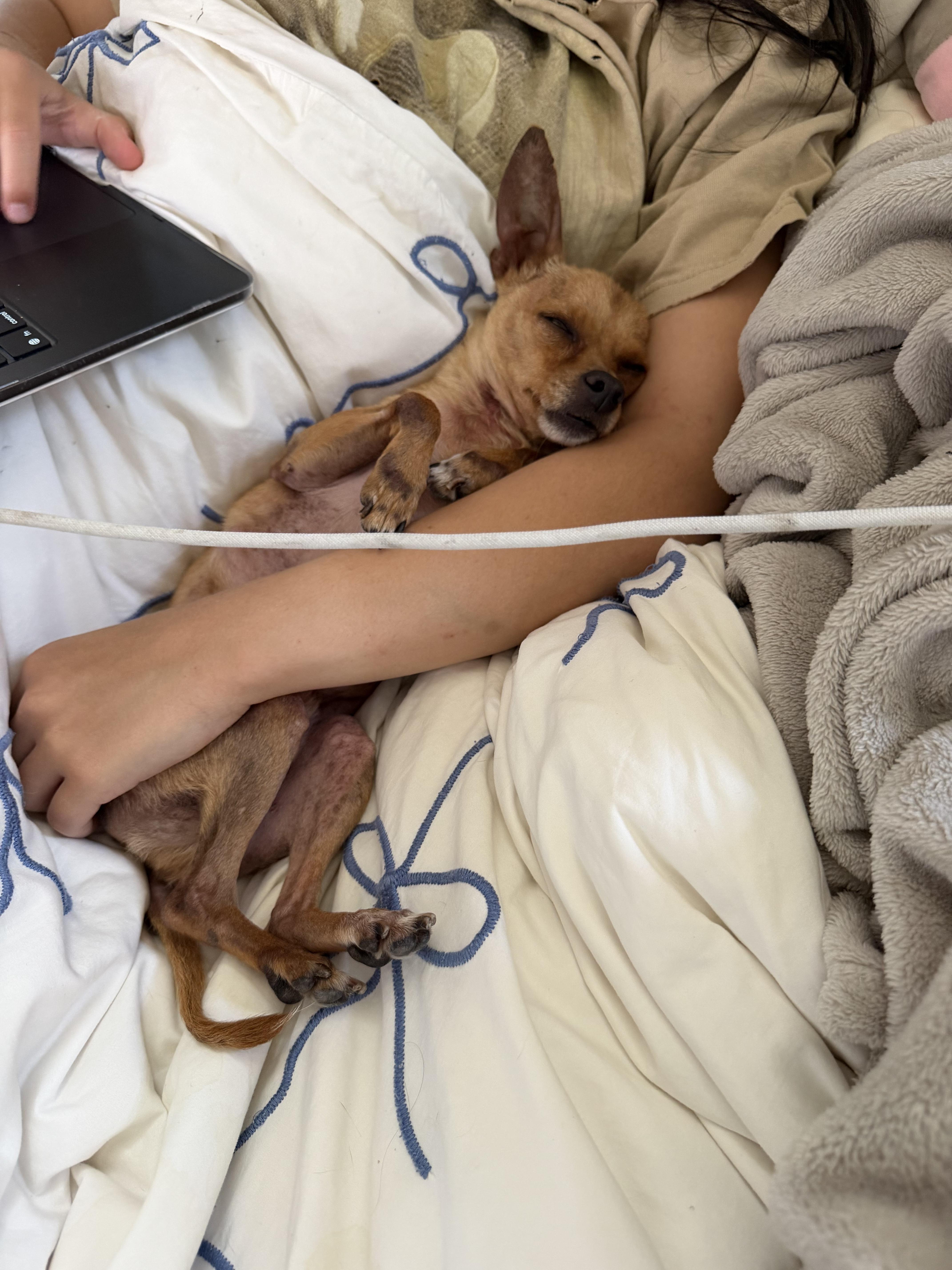 Rocky, a ADOPTABLE Chihuahua in West Hollywood, CA image 4/6