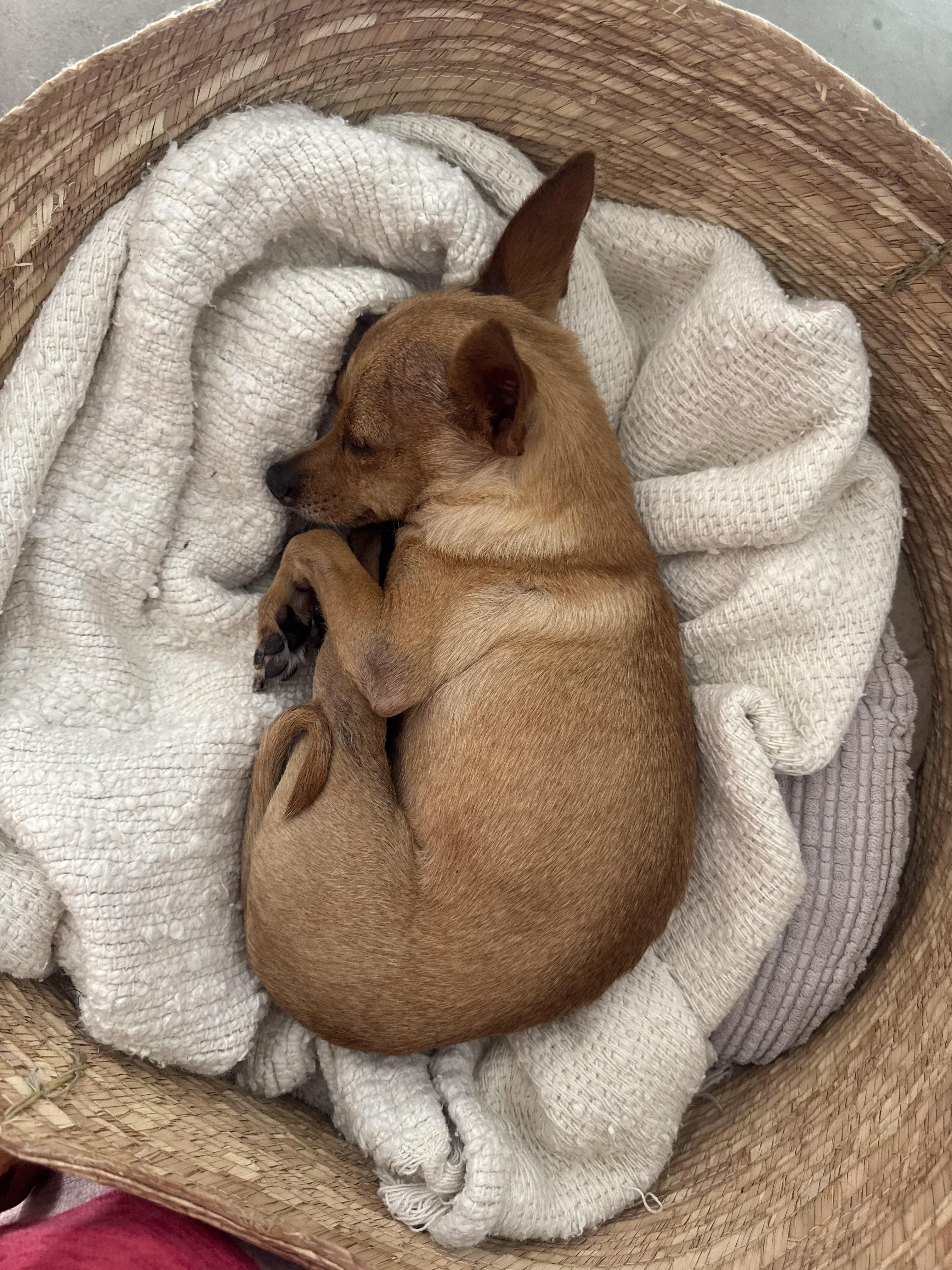 Rocky, a ADOPTABLE Chihuahua in West Hollywood, CA image 2/6