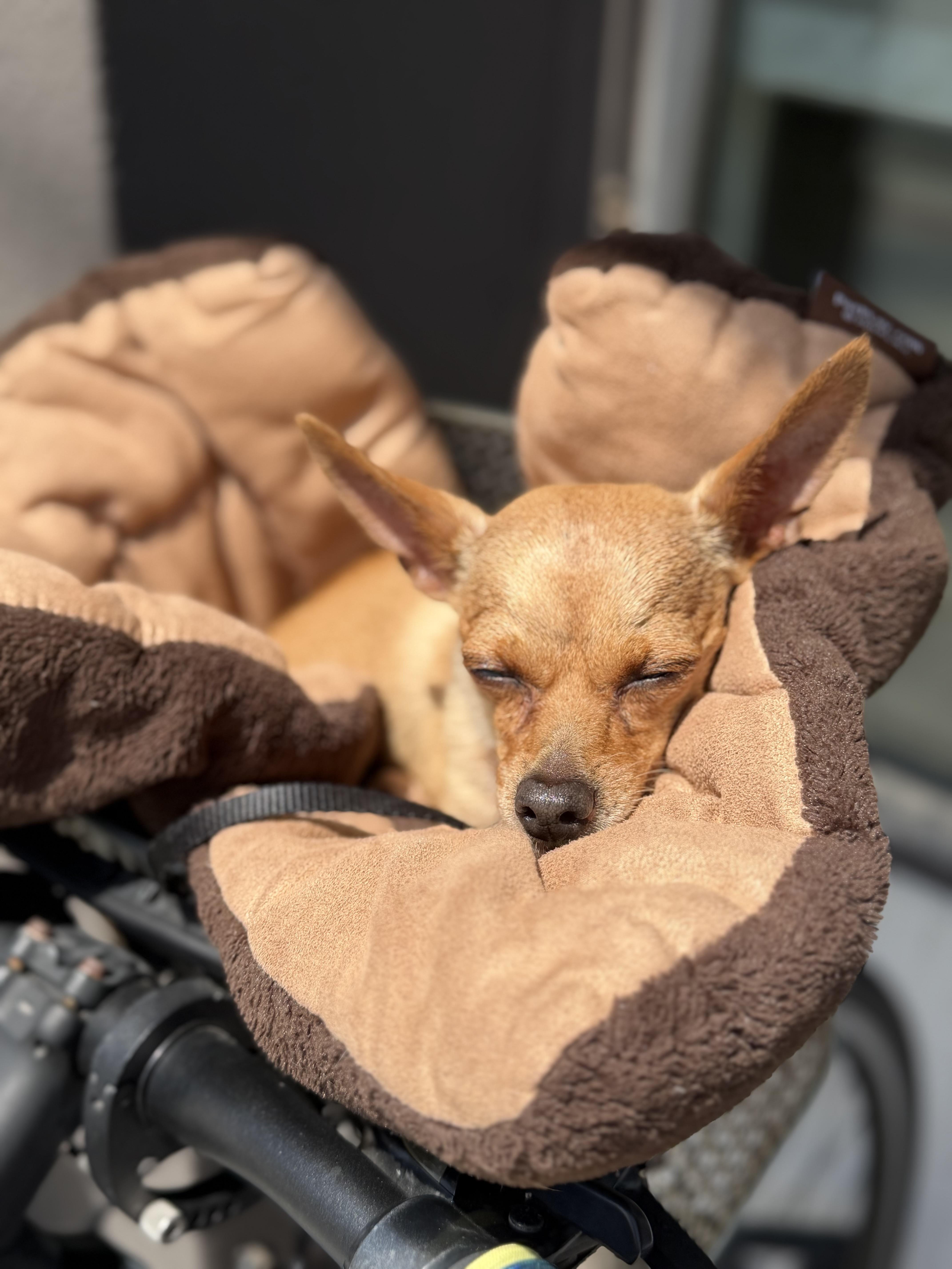 Rocky, a ADOPTABLE Chihuahua in West Hollywood, CA image 6/6