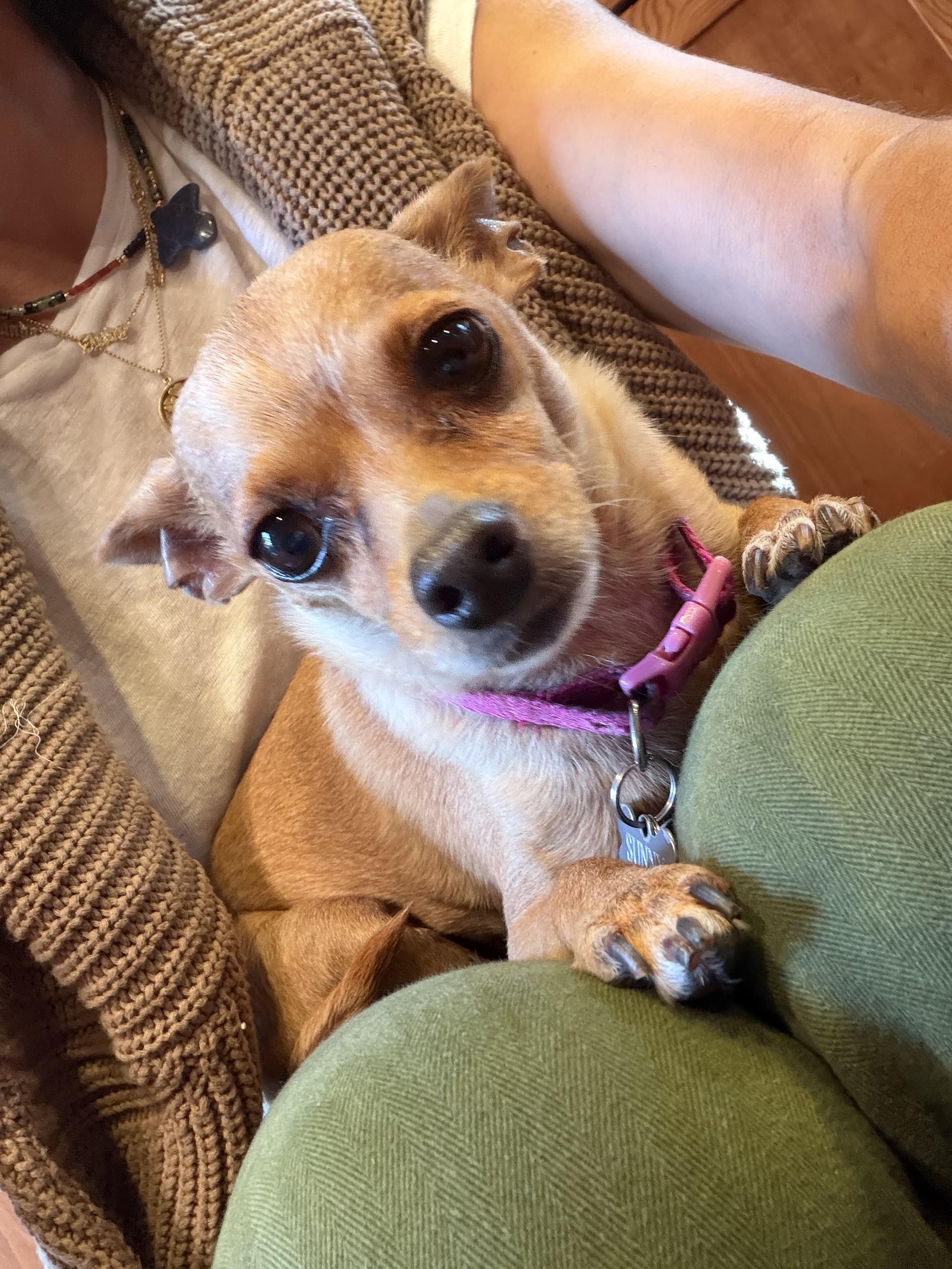 Rocky, ADOPTABLE, Senior Male Chihuahua.