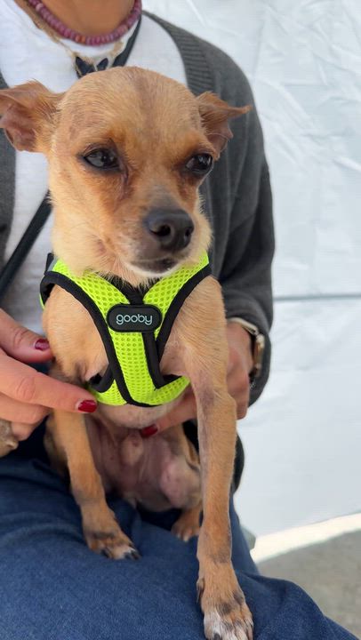 Enlarge Rocky, a ADOPTABLE Chihuahua in West Hollywood, CA video 5/6