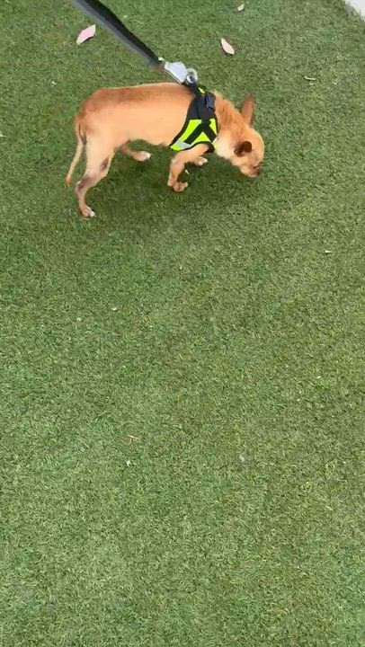Enlarge Rocky, a ADOPTABLE Chihuahua in West Hollywood, CA video 3/6